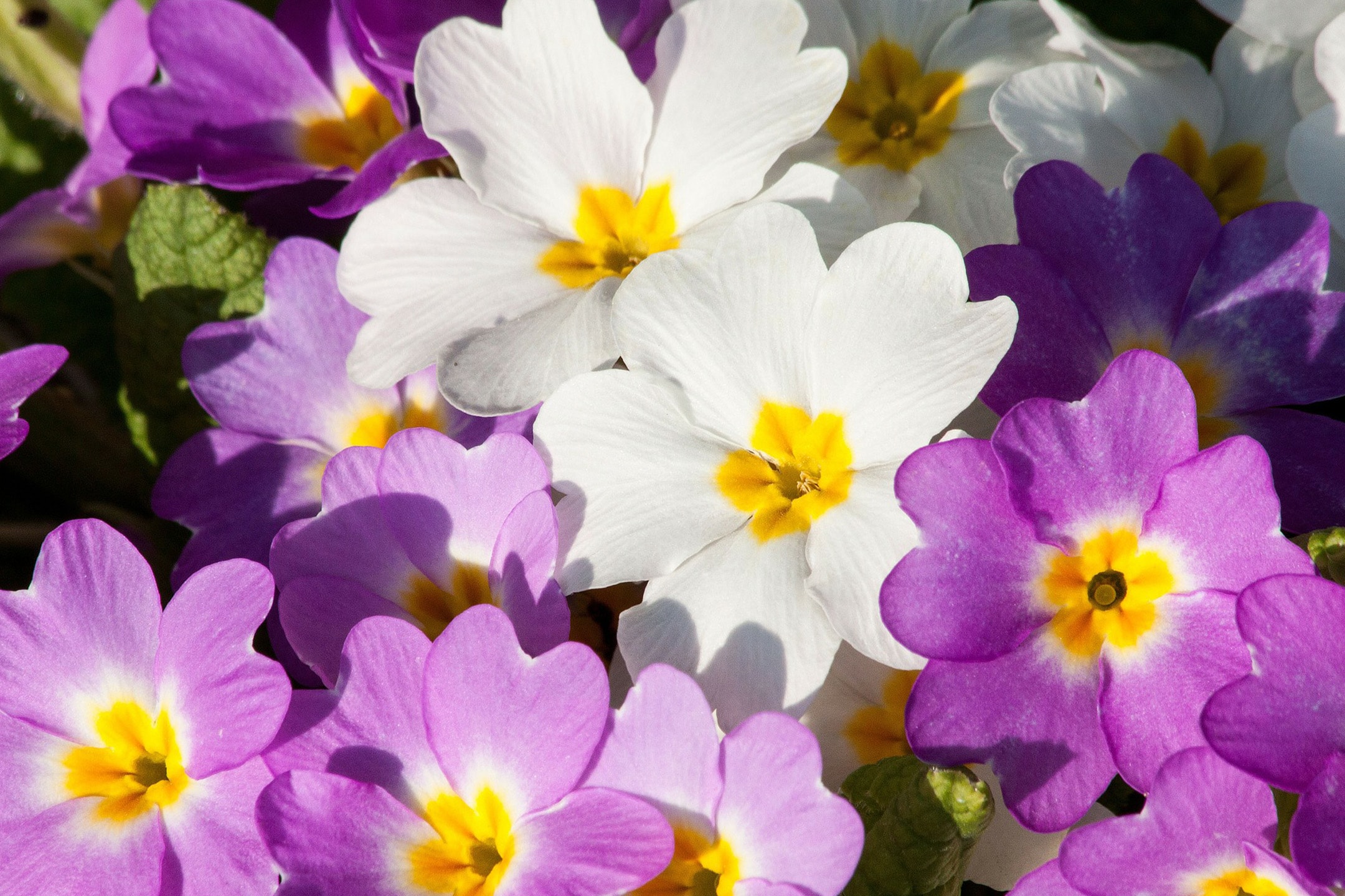 Nahaufnahme von weißen und lila Primelblüten mit gelben Zentren
