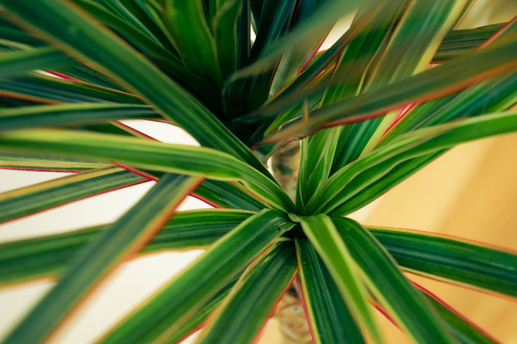 Nahaufnahme einer Drachenbaum-Pflanze mit grünen Blättern und roten Rändern.