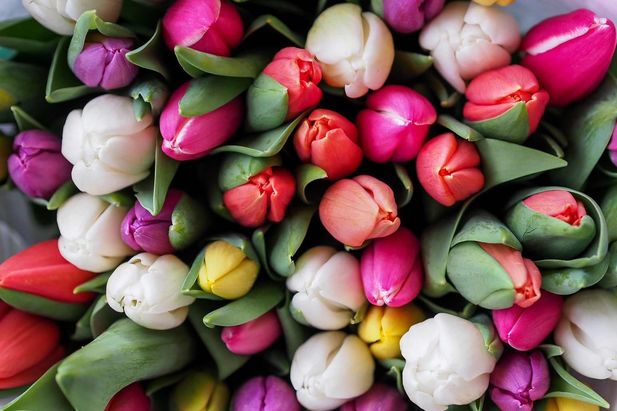 Ein bunter Strauß Tulpen, darunter rosa, weiße, rote und violette Tulpen.