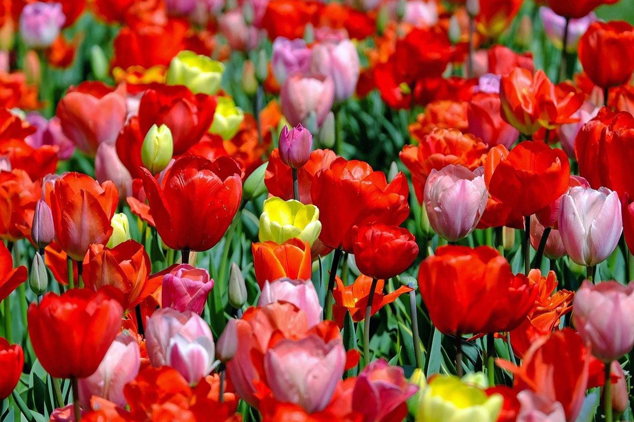 Feld mit roten, rosa und gelben Tulpen in voller Blüte.