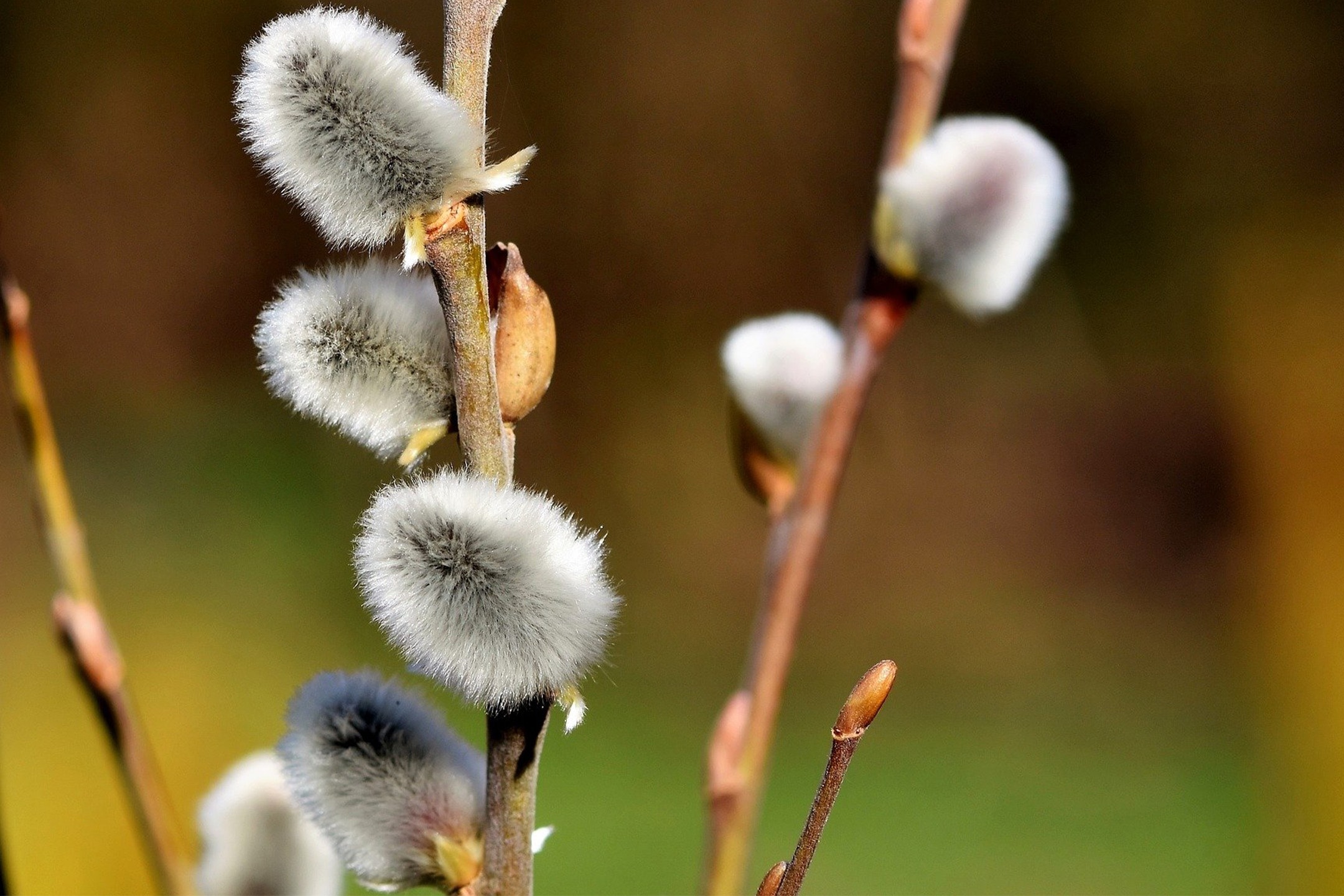Flauschige graue und weiße Weidenkätzchen an braunen Zweigen, mit unscharfem Hintergrund.