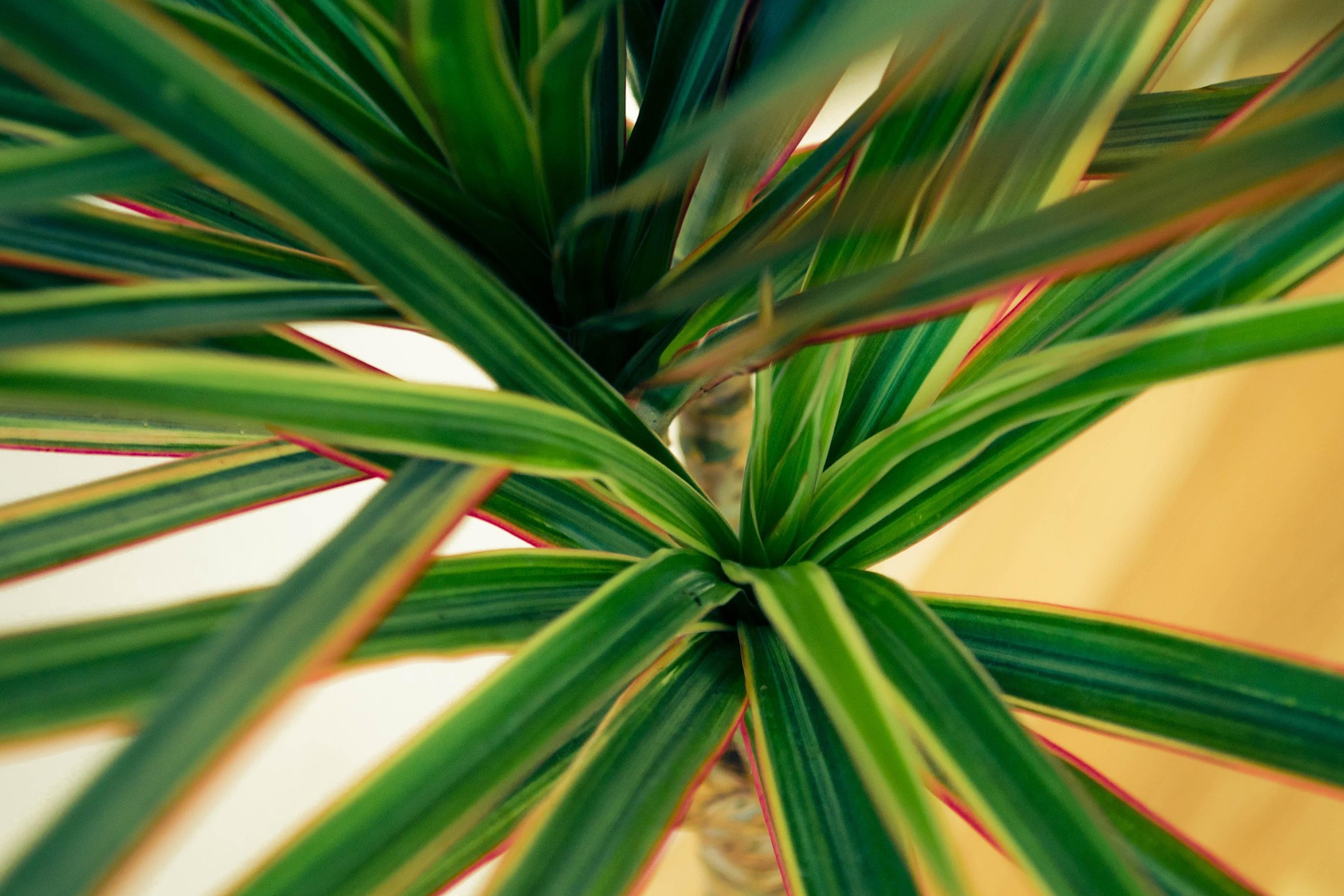 Gros plan d'une plante de dragonnier avec des feuilles vertes et des bords rouges