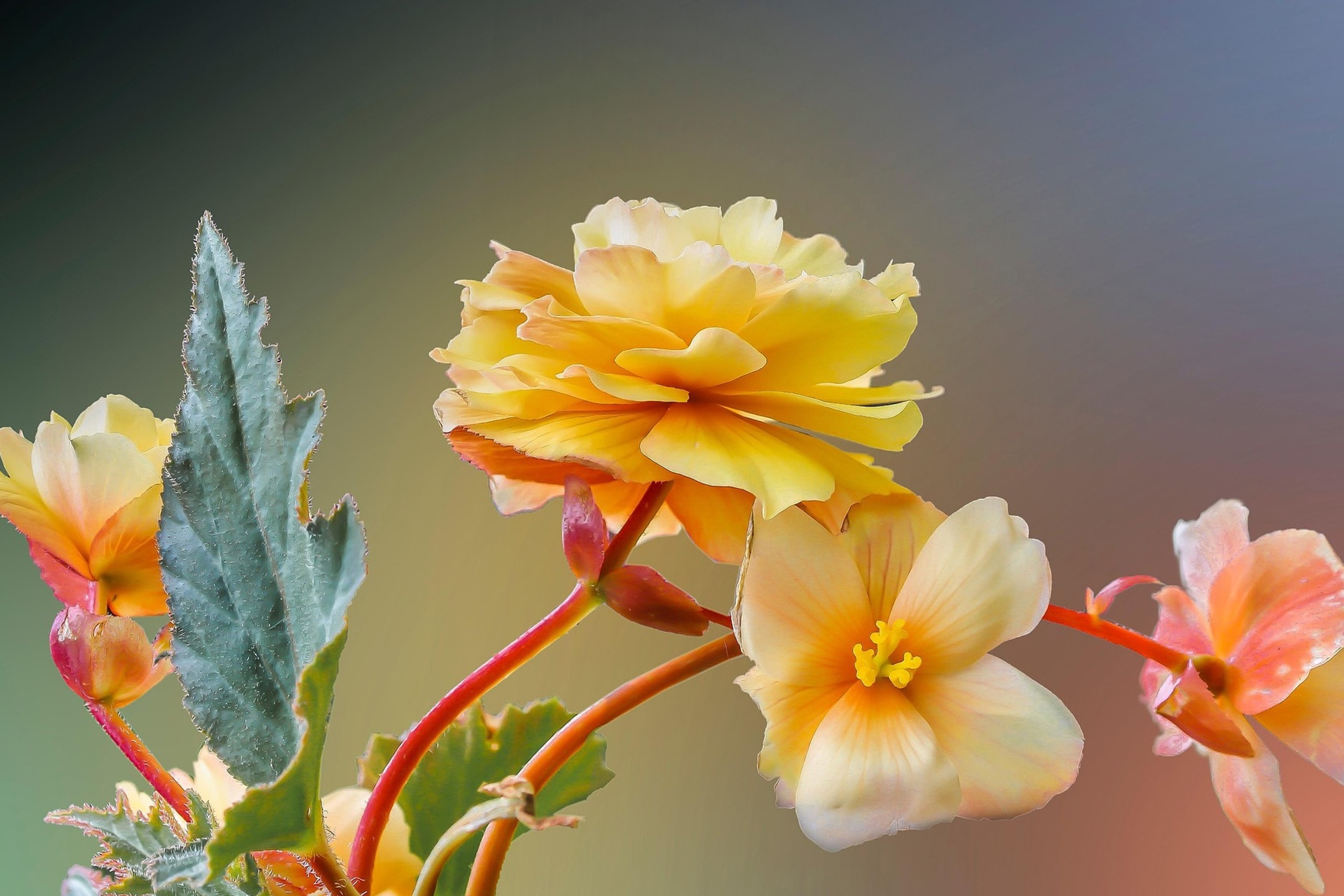 Fleurs de bégonia jaunes avec des feuilles vertes sur un fond flou.
