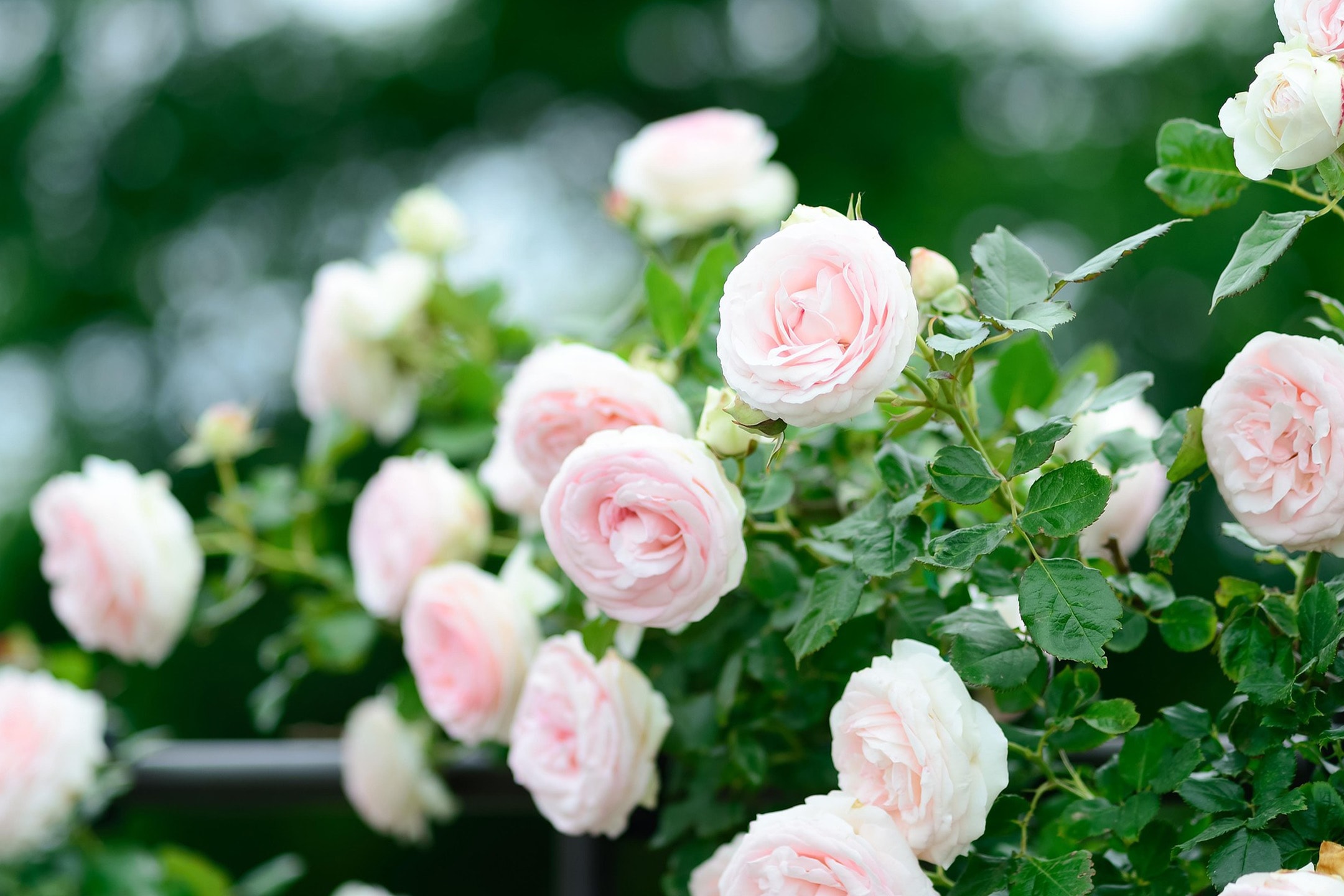 Nahaufnahme von blühenden hellrosa Rosen mit üppigem grünem Laub.