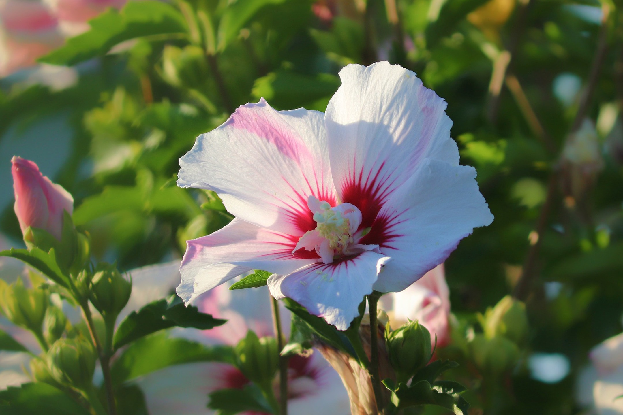 Weiße und rosa Hibiskusblüte mit leuchtend roter Mitte, umgeben von grünen Blättern.