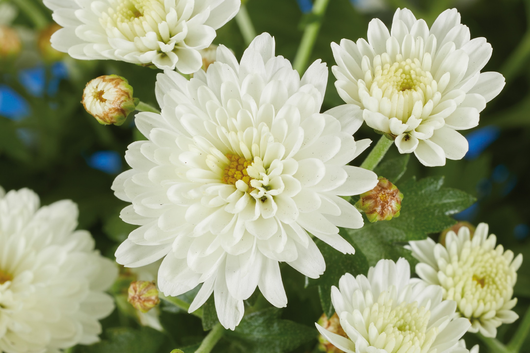 Nahaufnahme von weißen Chrysanthemen mit gelben Zentren und ungeöffneten Knospen.