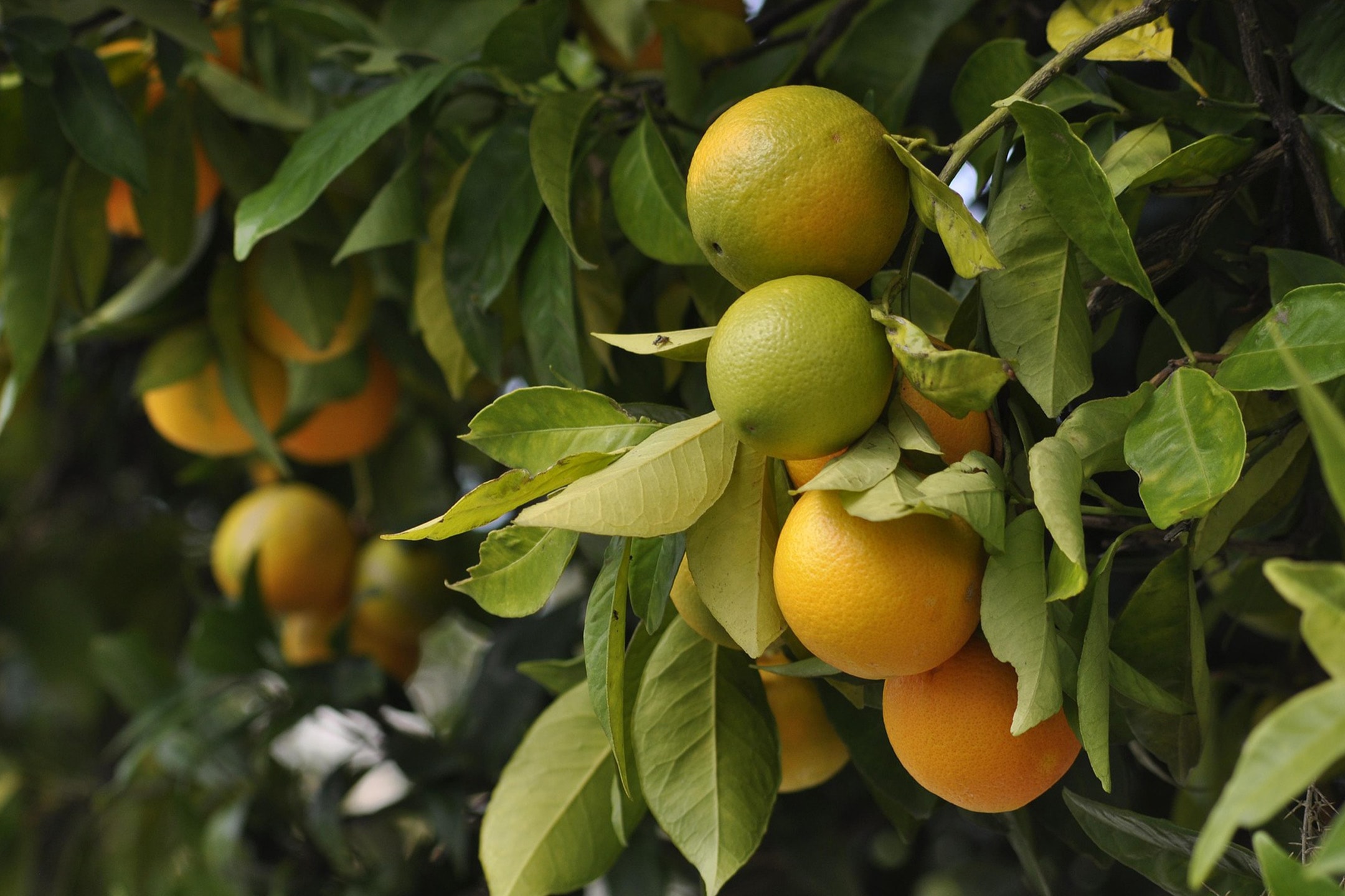 Reife und unreife Orangen an einem Baum mit grünen Blättern.