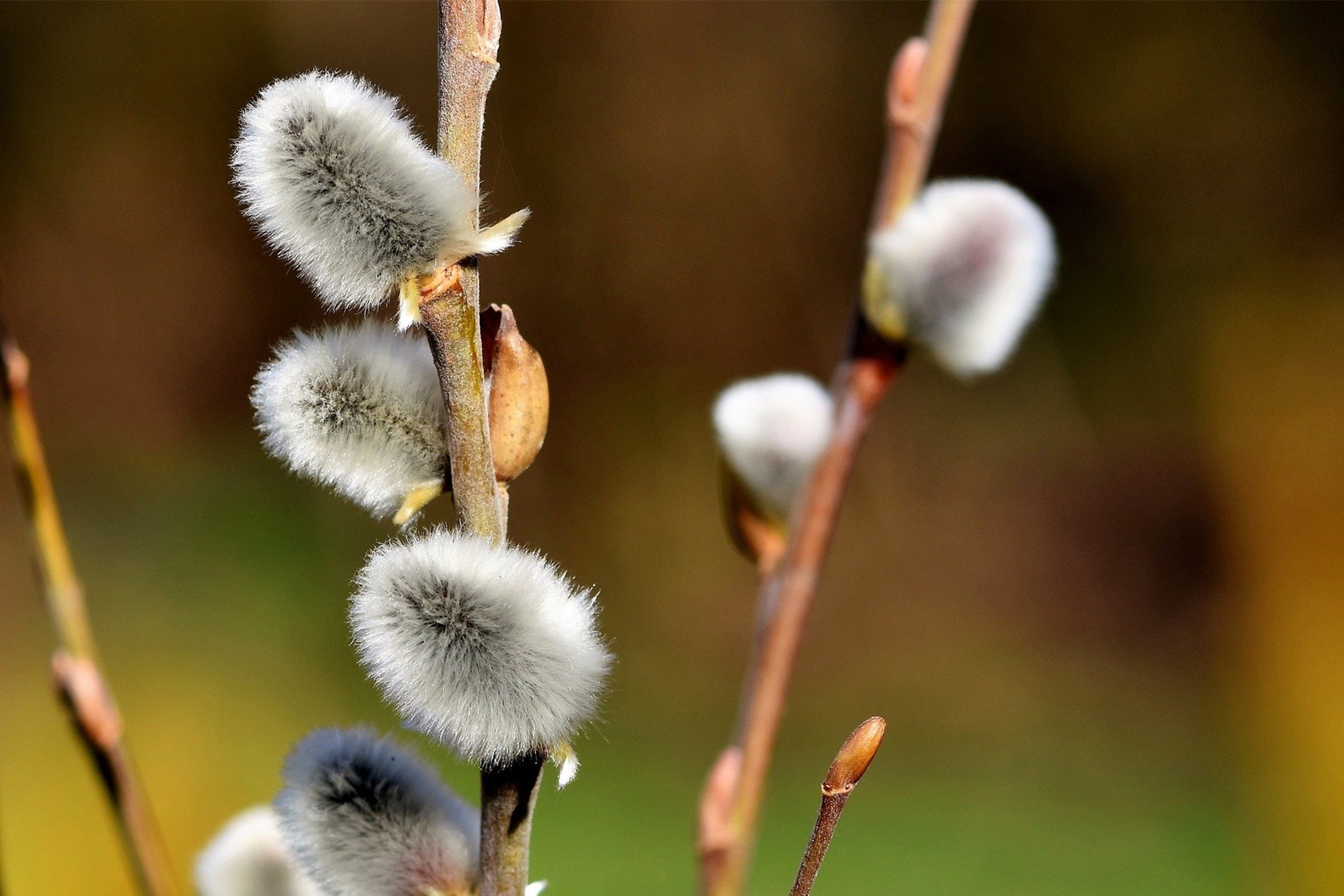 Nahaufnahme von flauschigen, grauen Weidenkätzchen an braunen Zweigen, mit unscharfem Hintergrund.