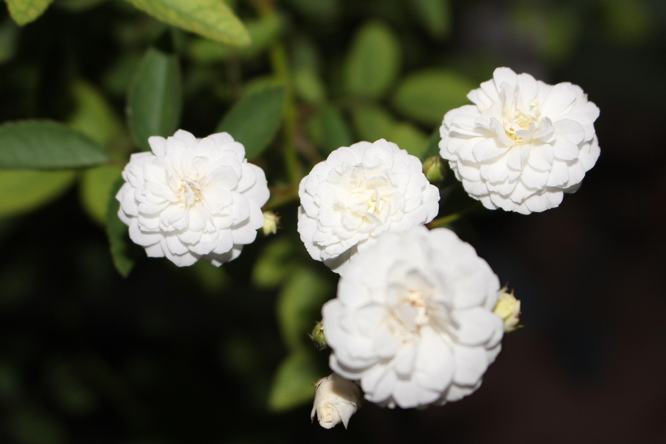 Vier kleine weiße Rosenblüten mit grünen Blättern im Hintergrund.