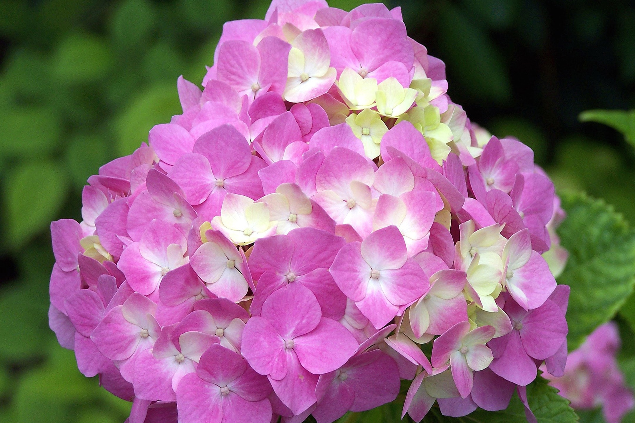 Gros plan d'une fleur d'hortensia rose et blanche avec un feuillage vert flou en arrière-plan.