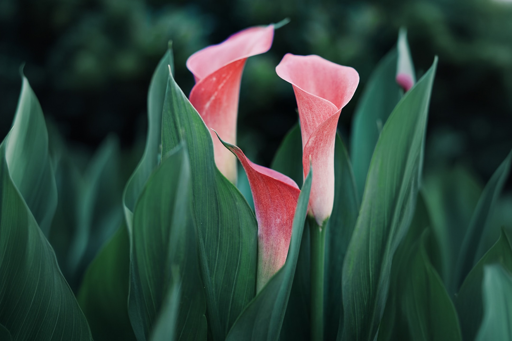 Trois lys calla roses vifs entourés de feuilles vertes luxuriantes.