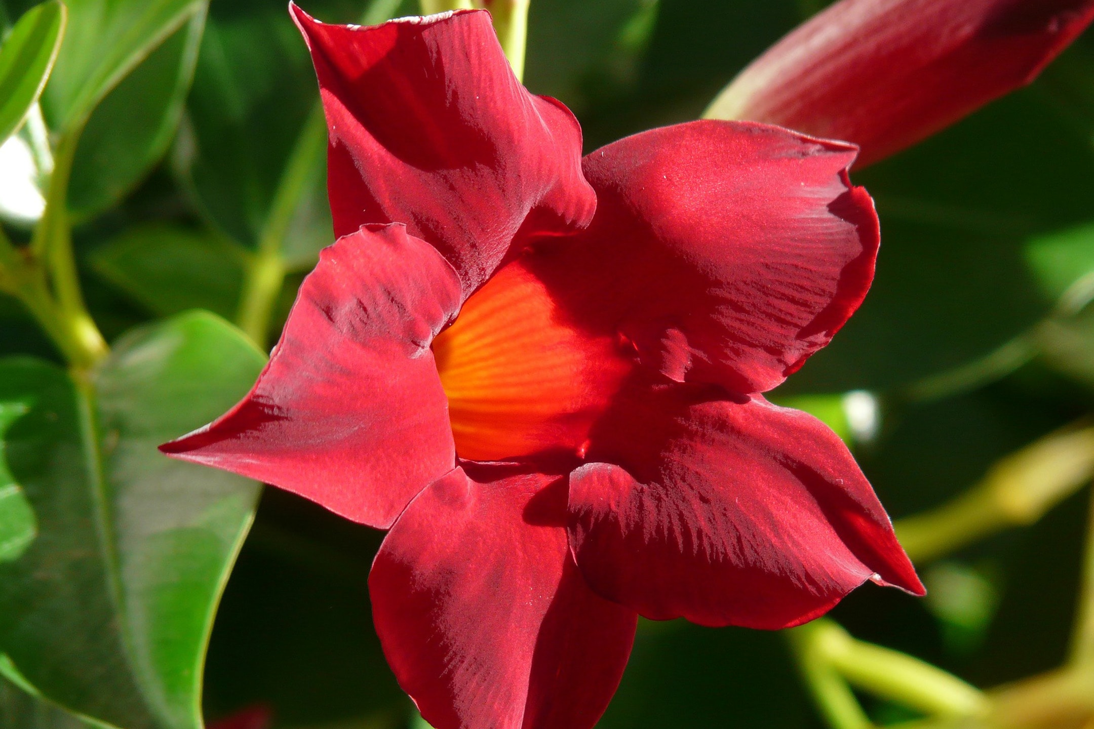 Eine dunkelrote Blüte mit leuchtend orangefarbener Mitte, umgeben von grünen Blättern.