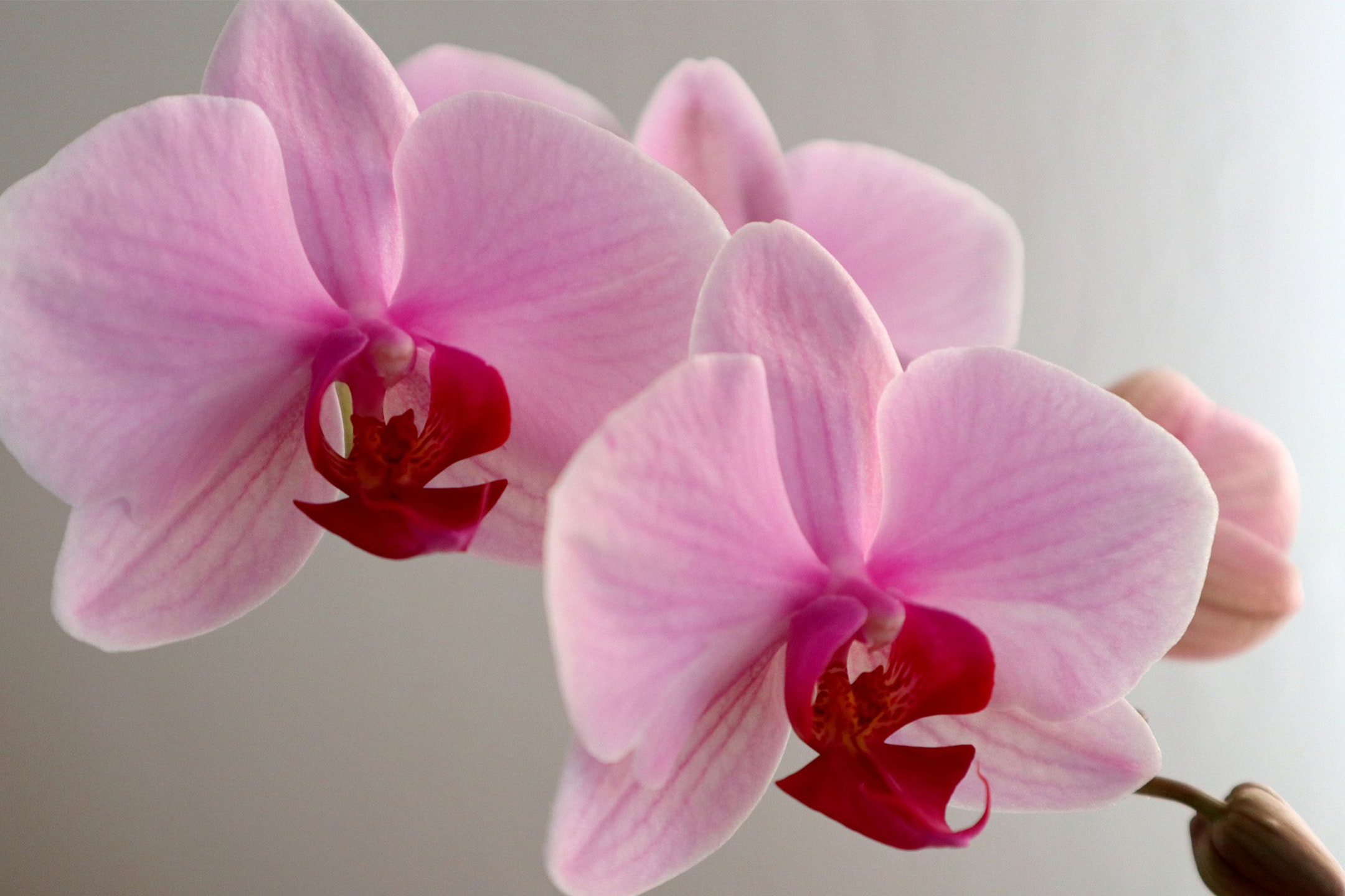 Zwei rosa Orchideen mit roten Zentren, mit einer Knospe im Vordergrund.