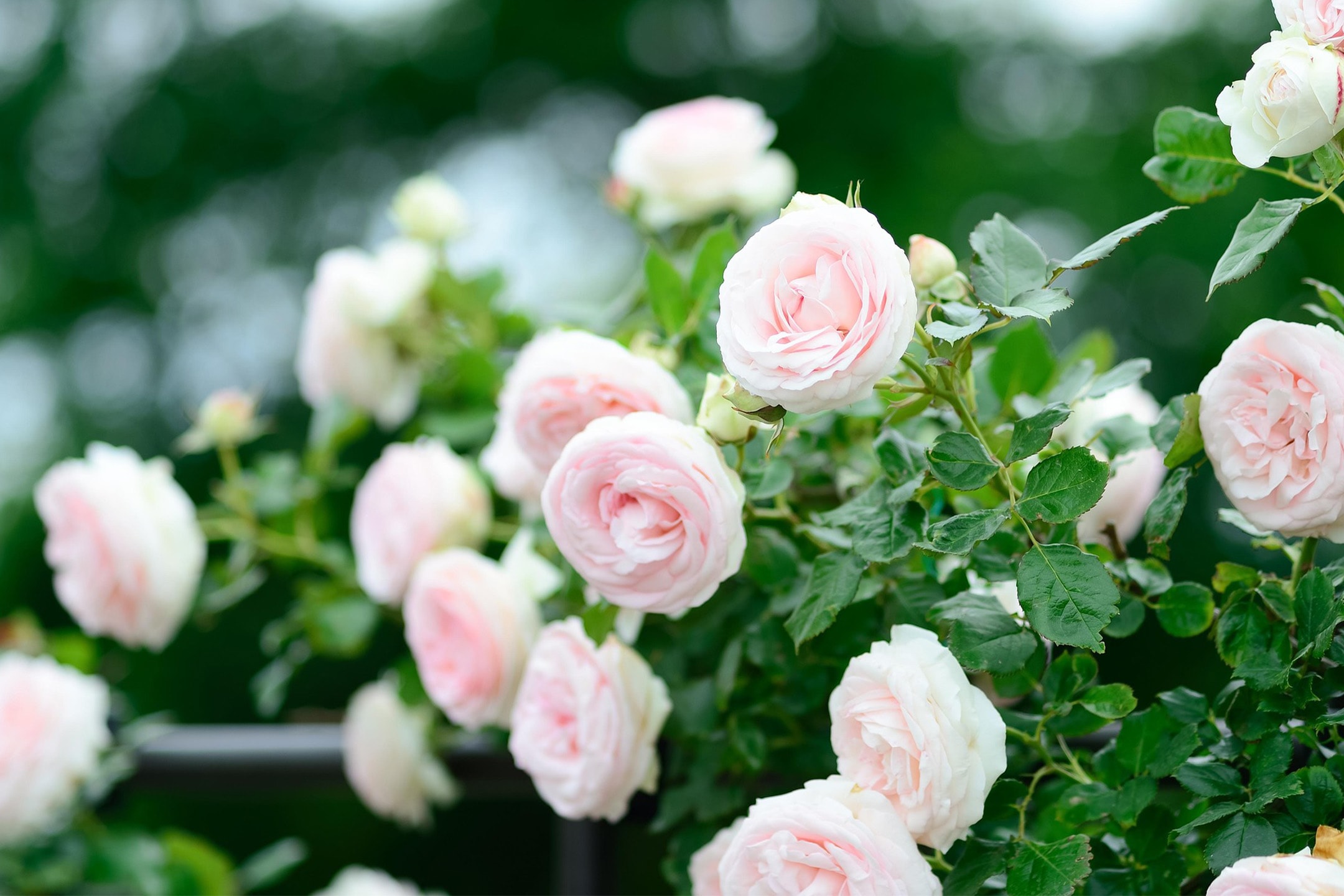 Hellrosa Rosen in voller Blüte mit grünen Blättern und unscharfem Hintergrund.