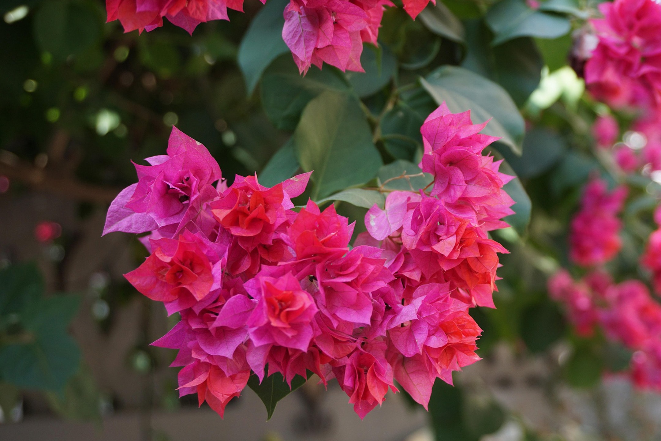 Rosa und rote Bougainvillea-Blüten in voller Blüte
