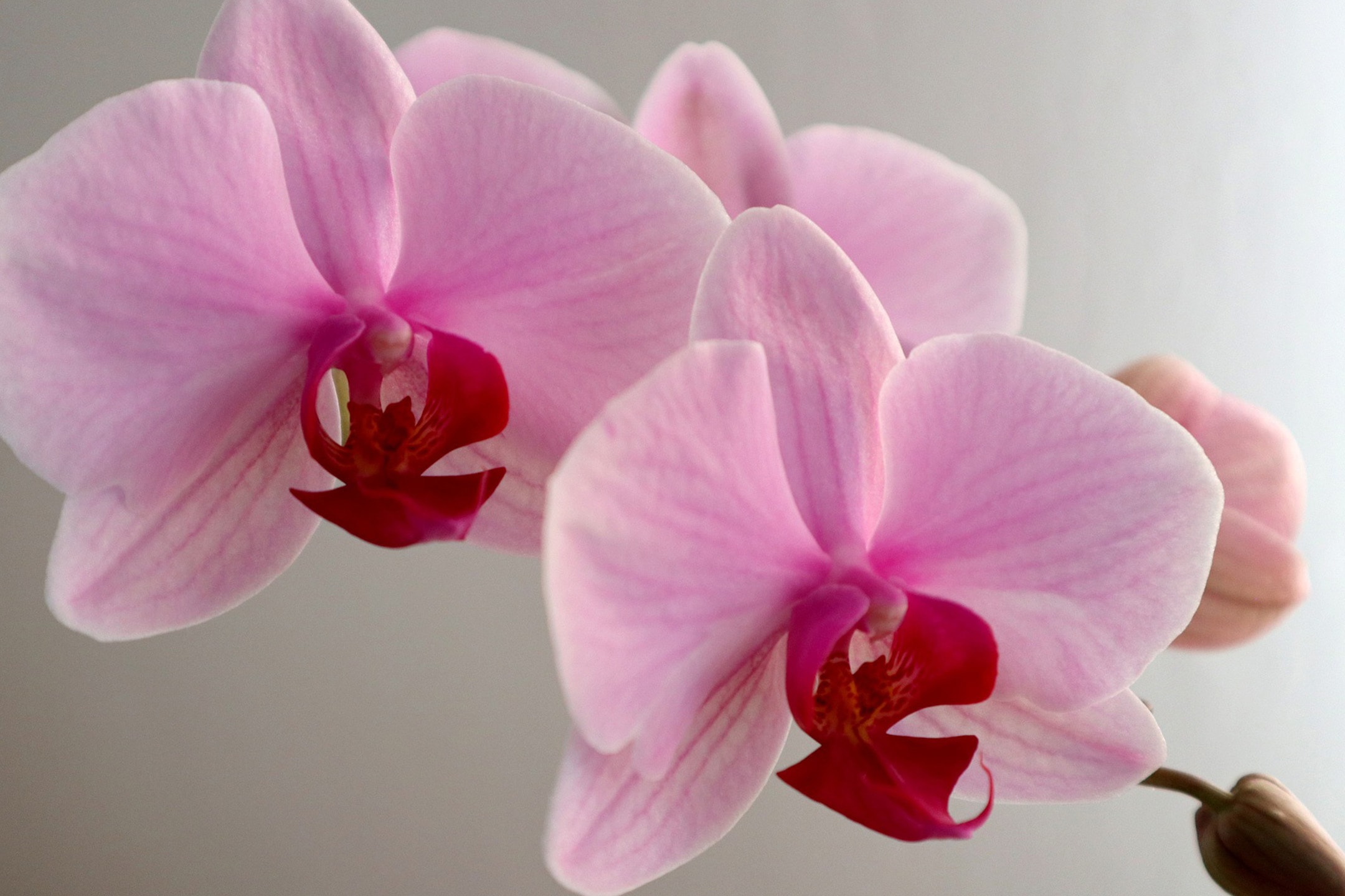 Primo piano di orchidee rosa con centri floreali rosso scuro.