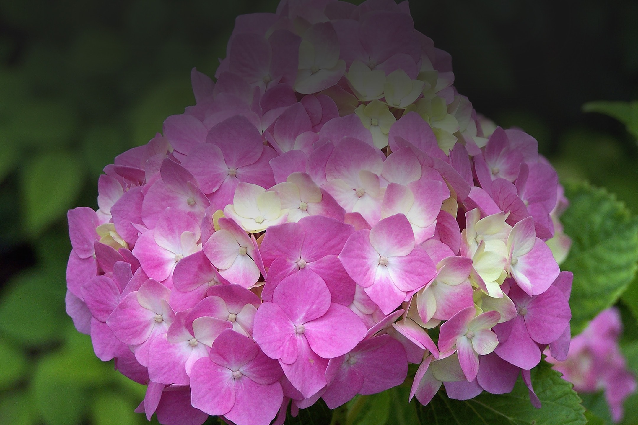 Nahaufnahme einer rosa Hortensienblüte mit grünen Blättern im Hintergrund.