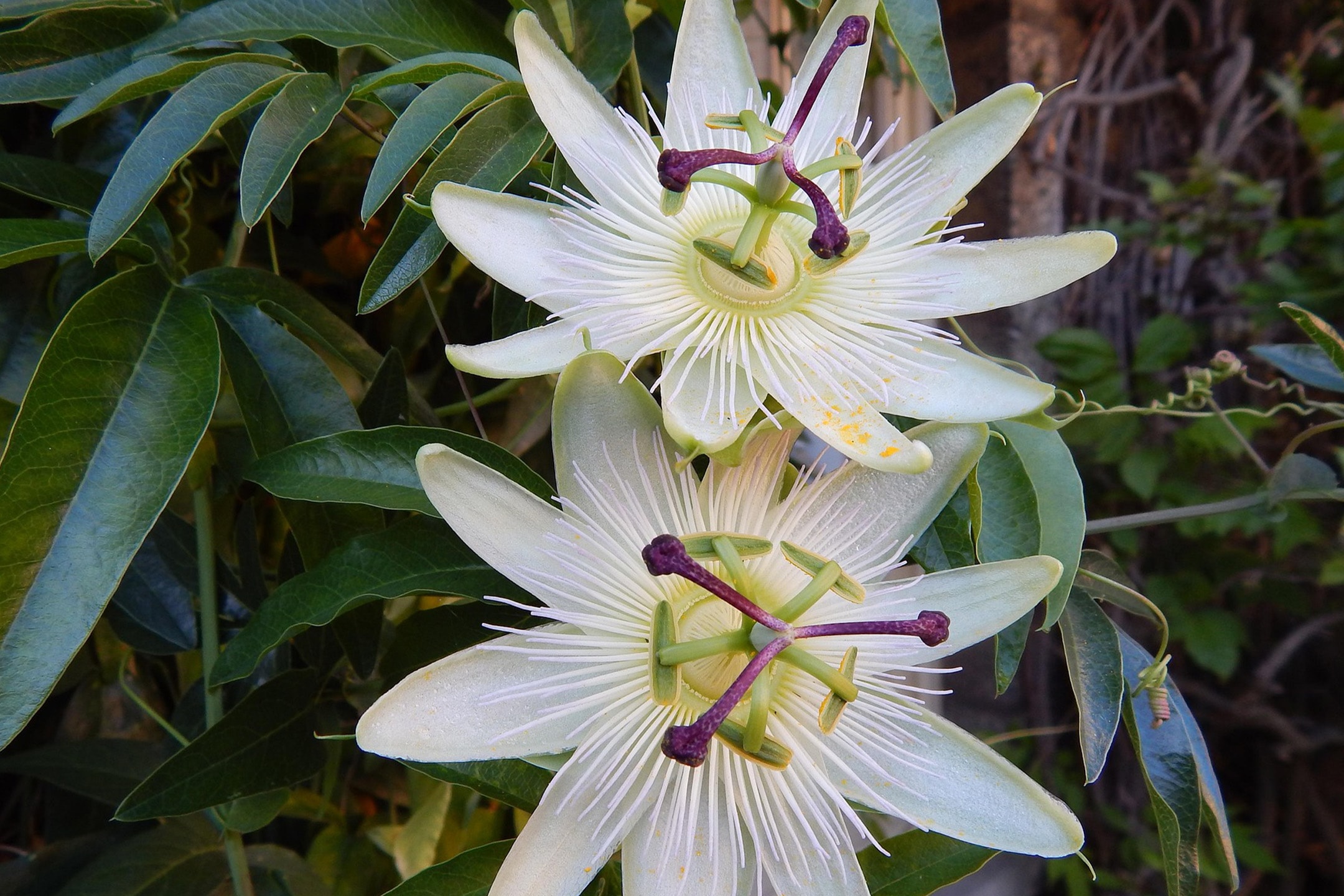 Zwei weiße Passionsblumen mit lila und gelben Staubgefäßen, umgeben von grünen Blättern.