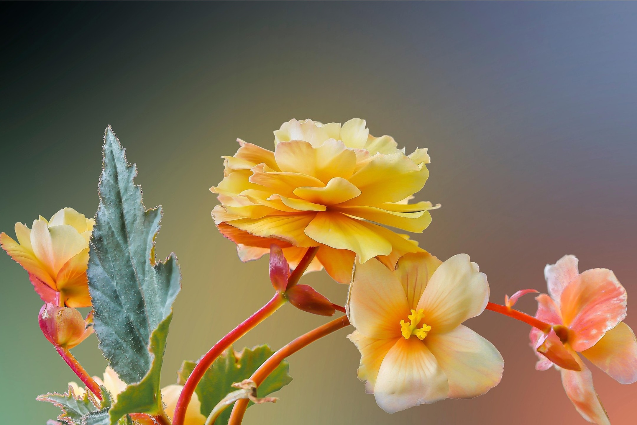 Nahaufnahme von gelben und orangefarbenen Begonienblüten mit grünen Blättern.