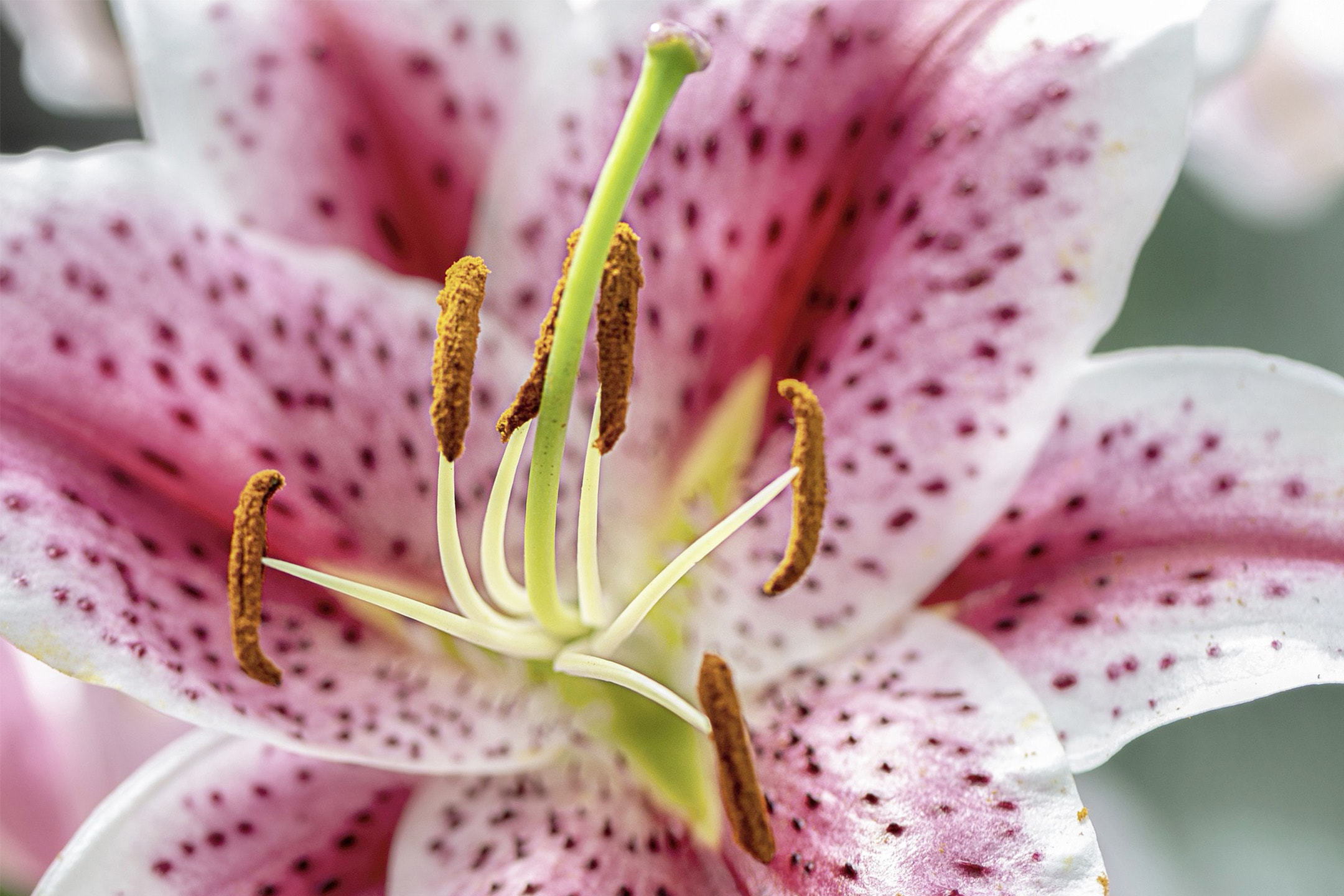 Nahaufnahme einer rosa-weißen Lilienblüte mit Flecken, die Staubblätter und Stempel zeigt.