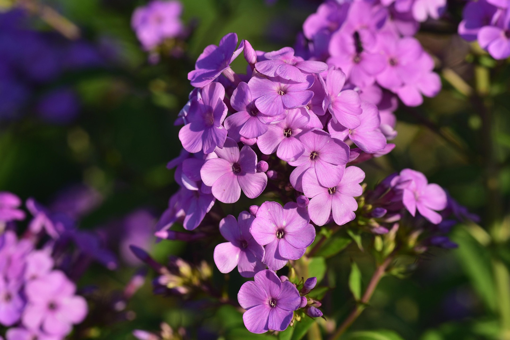 Fleurs de phlox violettes en pleine floraison, avec des feuilles vertes floues en arrière-plan.