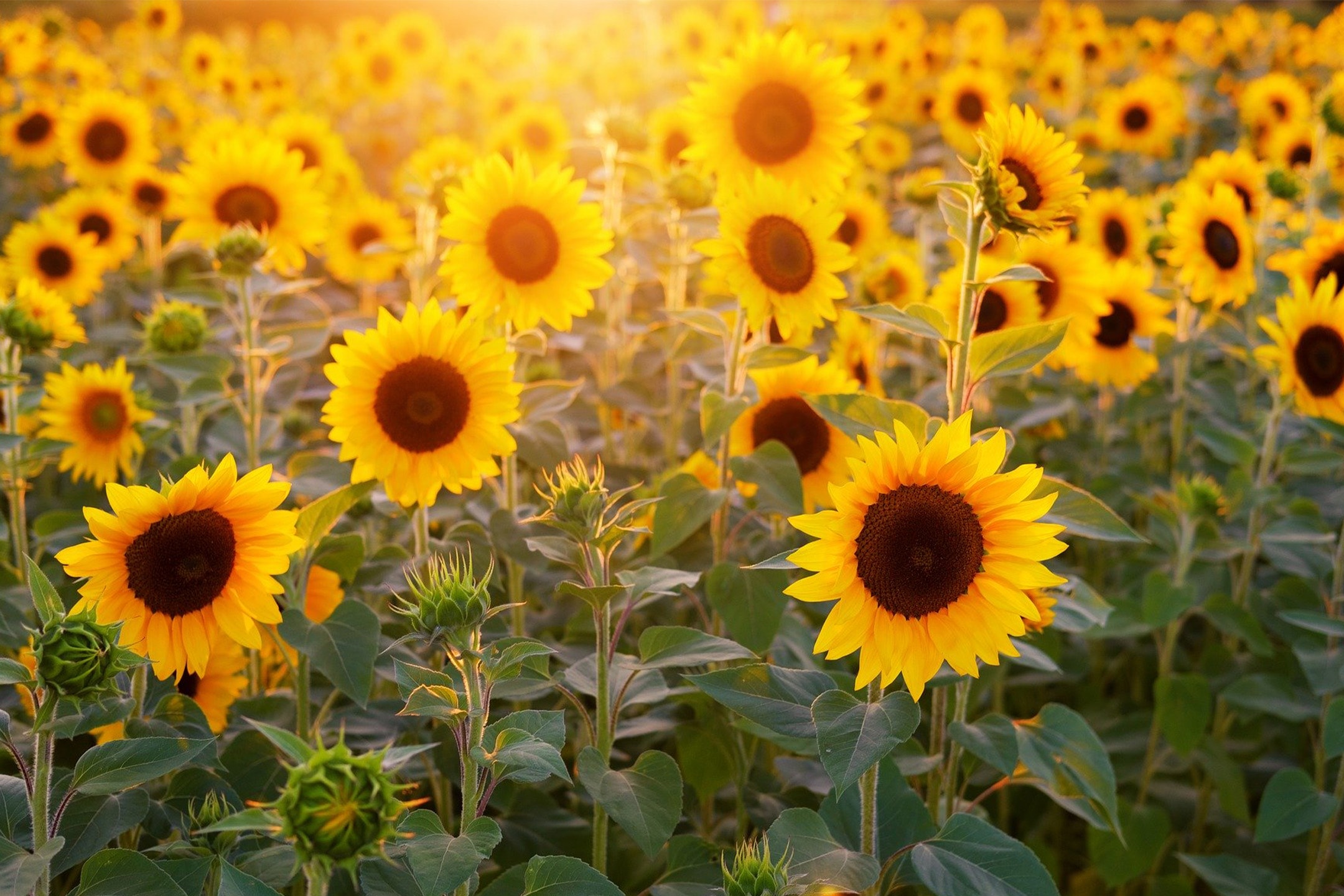 Campo di girasoli soleggiato con fiori gialli e boccioli verdi.