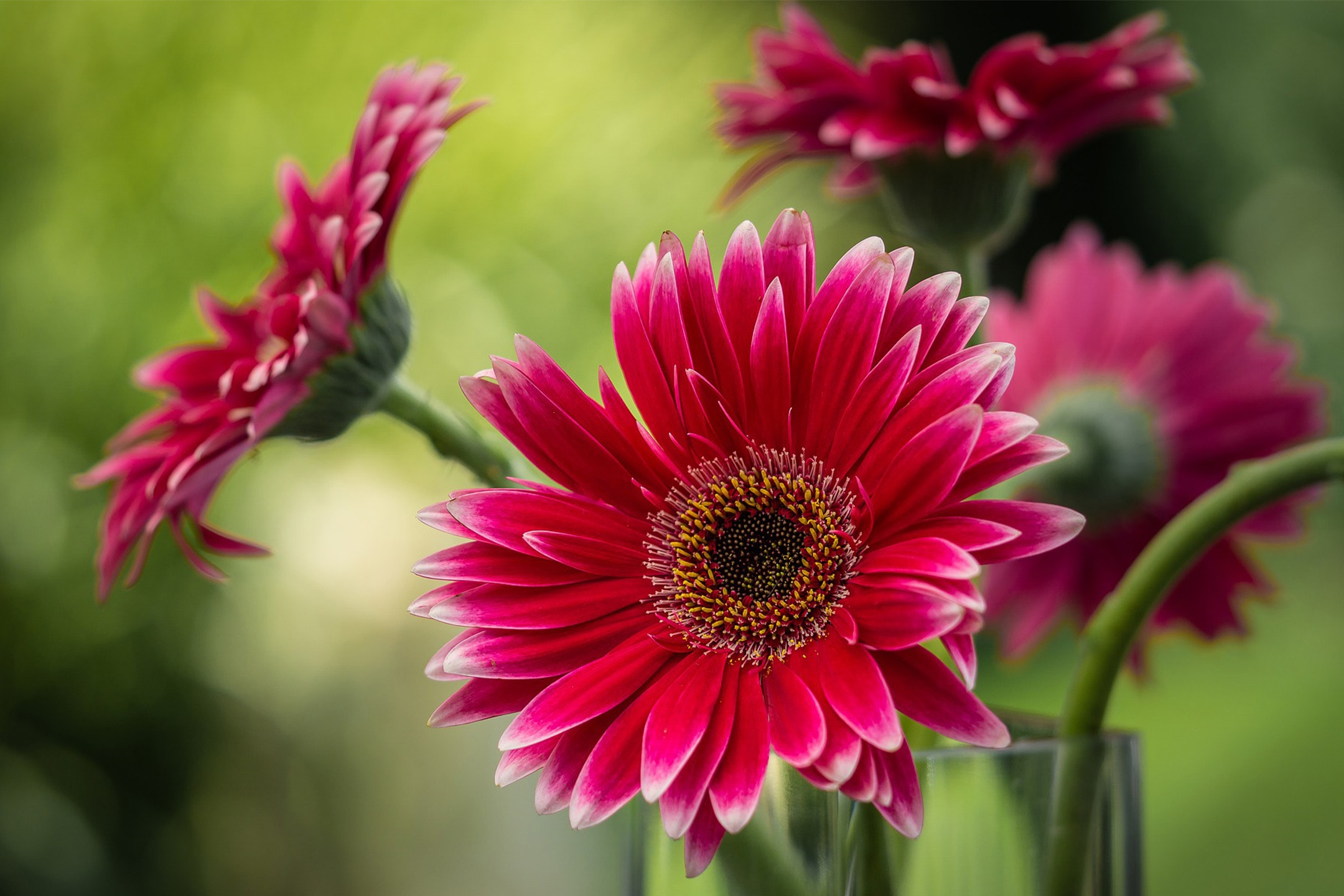 Un bouquet di gerbere rosse e rosa in un vaso di vetro, su uno sfondo verde sfocato.