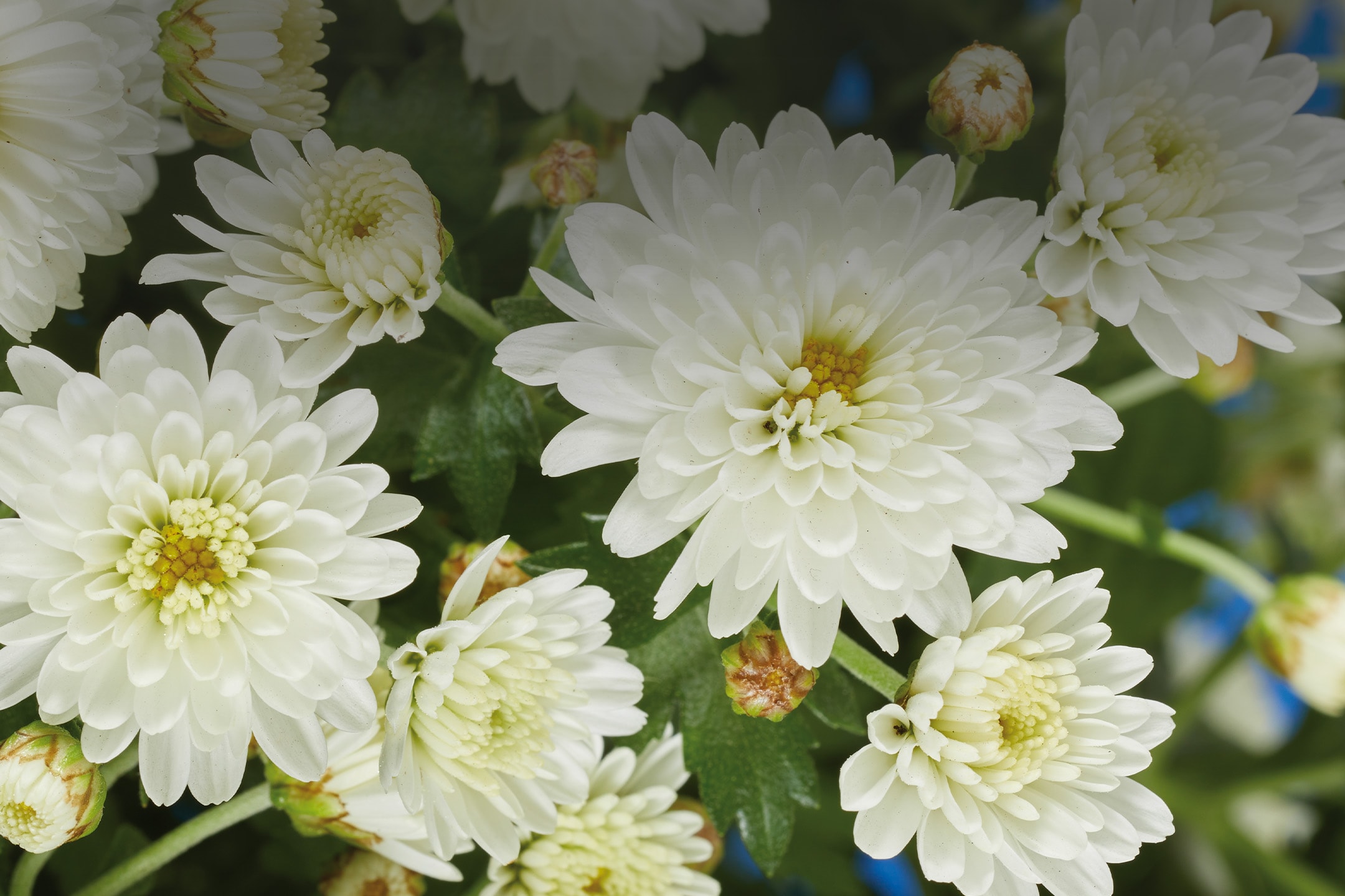 Weiße Chrysanthemenblüten auf dunkelblauem Hintergrund.