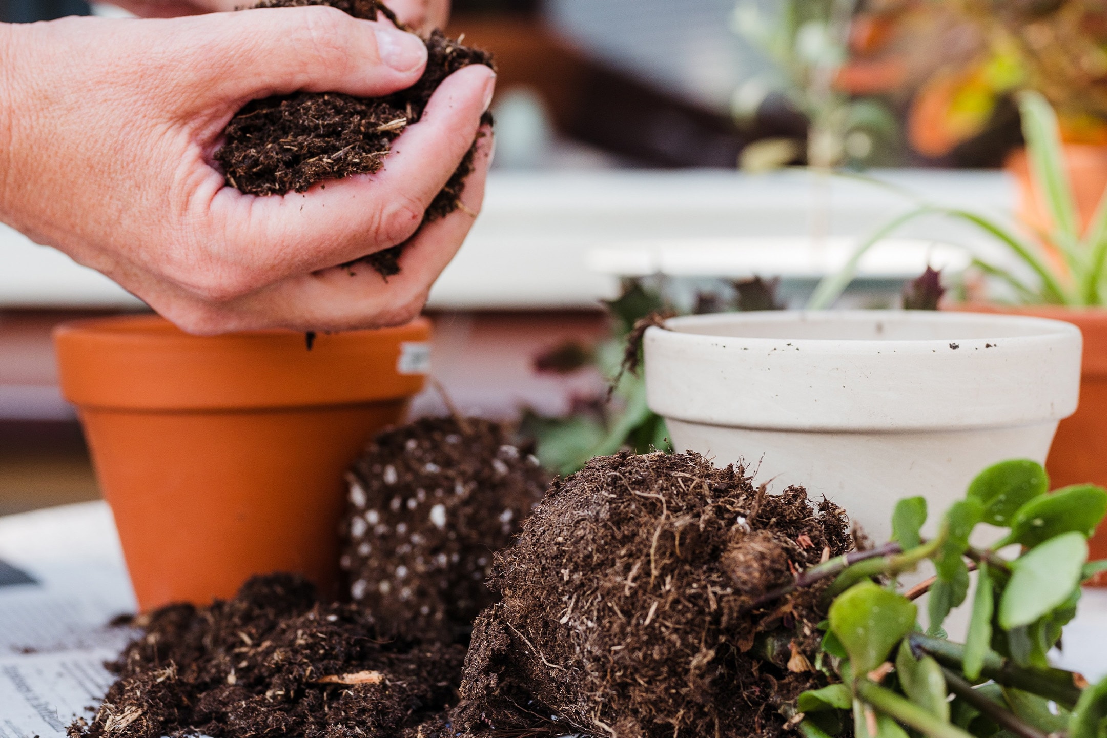 Mains rempotant une plante avec de la terre et des pots en terre cuite.