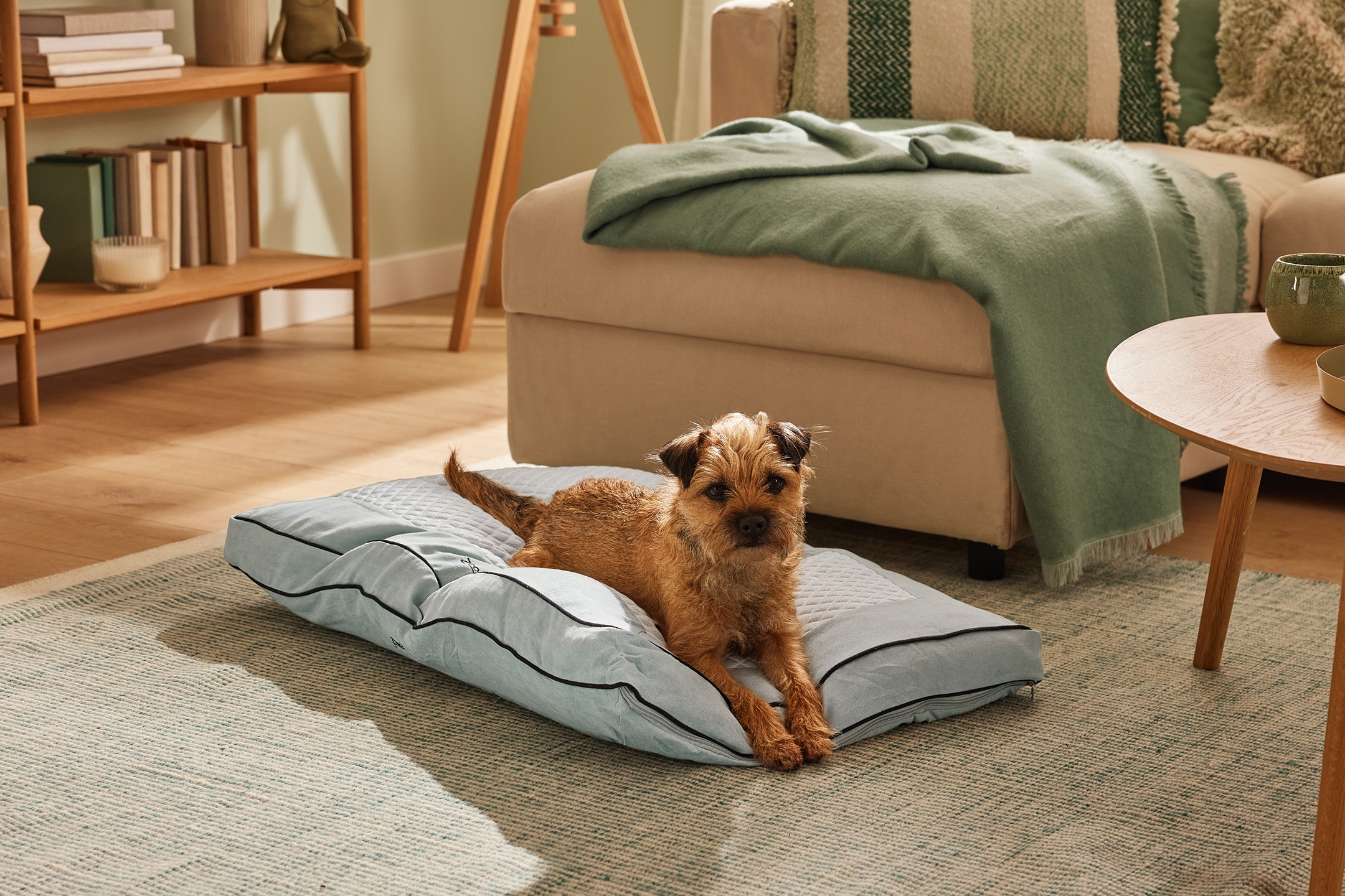 Ein Terrierhund auf einem Haustierkissen, mit einem Sofa und einem Holzregal.