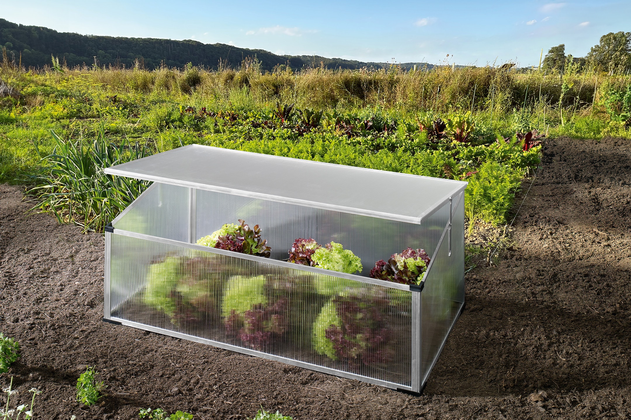 Serre avec des plants de laitue dans un potager