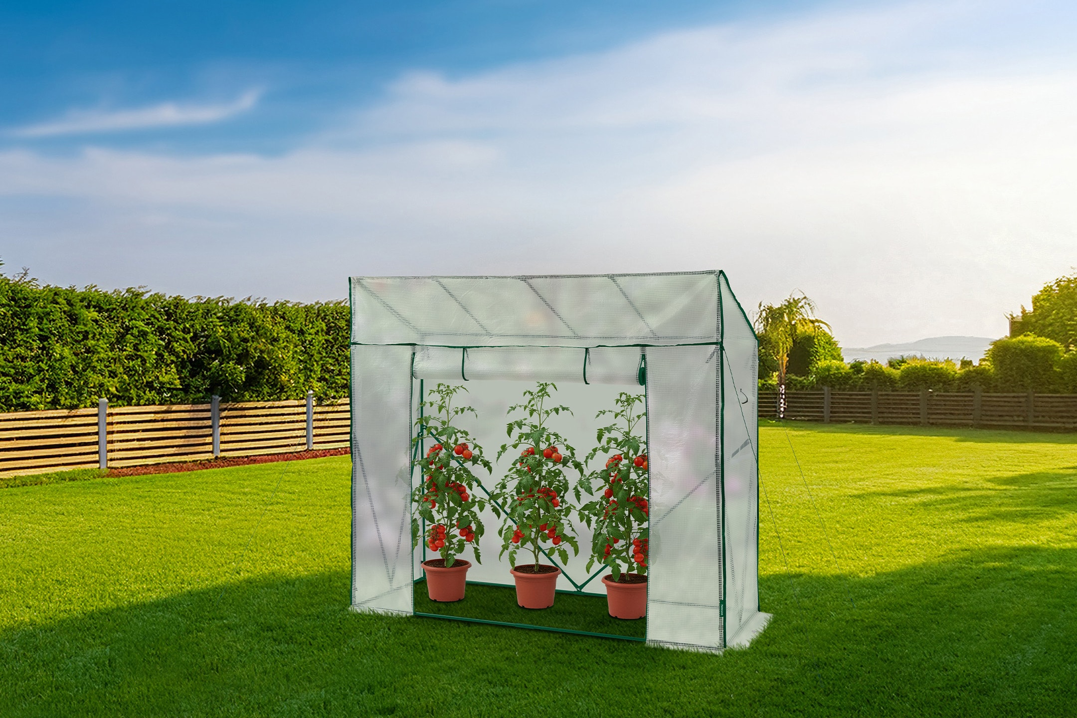 Gartengewächshaus mit drei Topf-Tomatenpflanzen auf einer grünen Wiese.