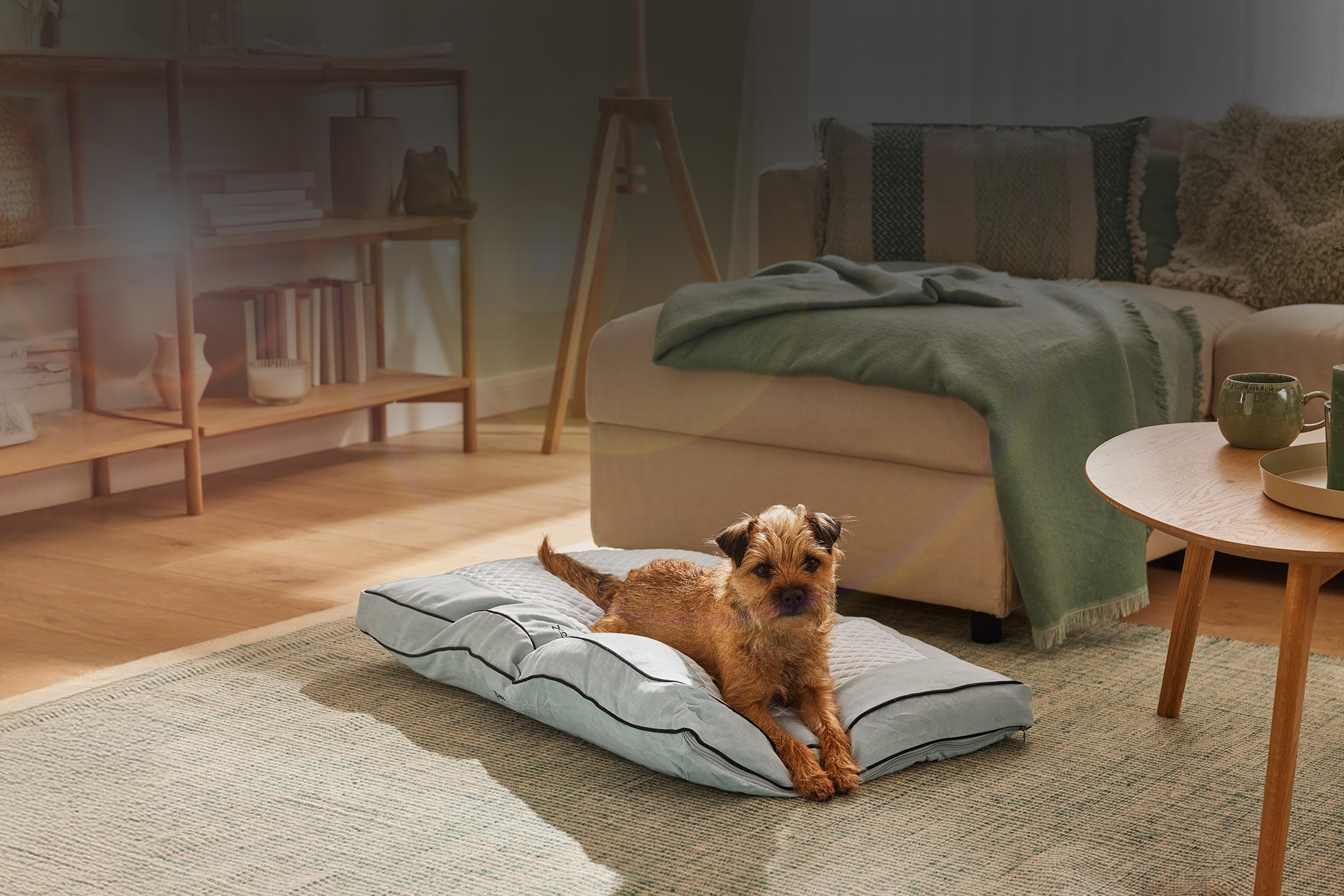 Ein Terrierhund liegt auf einem hellblauen Hundebett in einem Wohnzimmer mit Sofa und Regal.