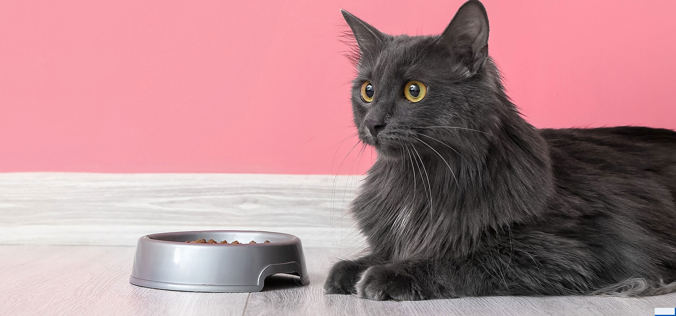Généré par AI: Chat gris avec gamelle sur parquet et fond rose