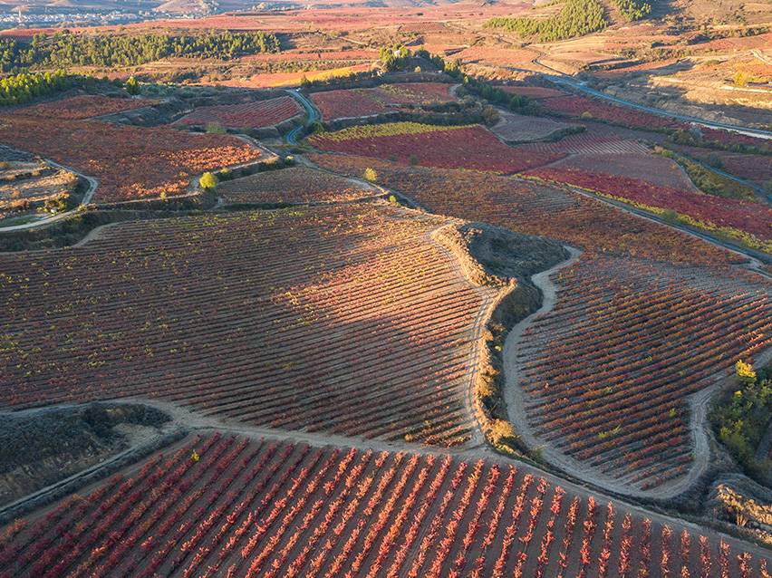 Vue aérienne d'un vignoble avec des rangées de vignes rouges et oranges en automne.