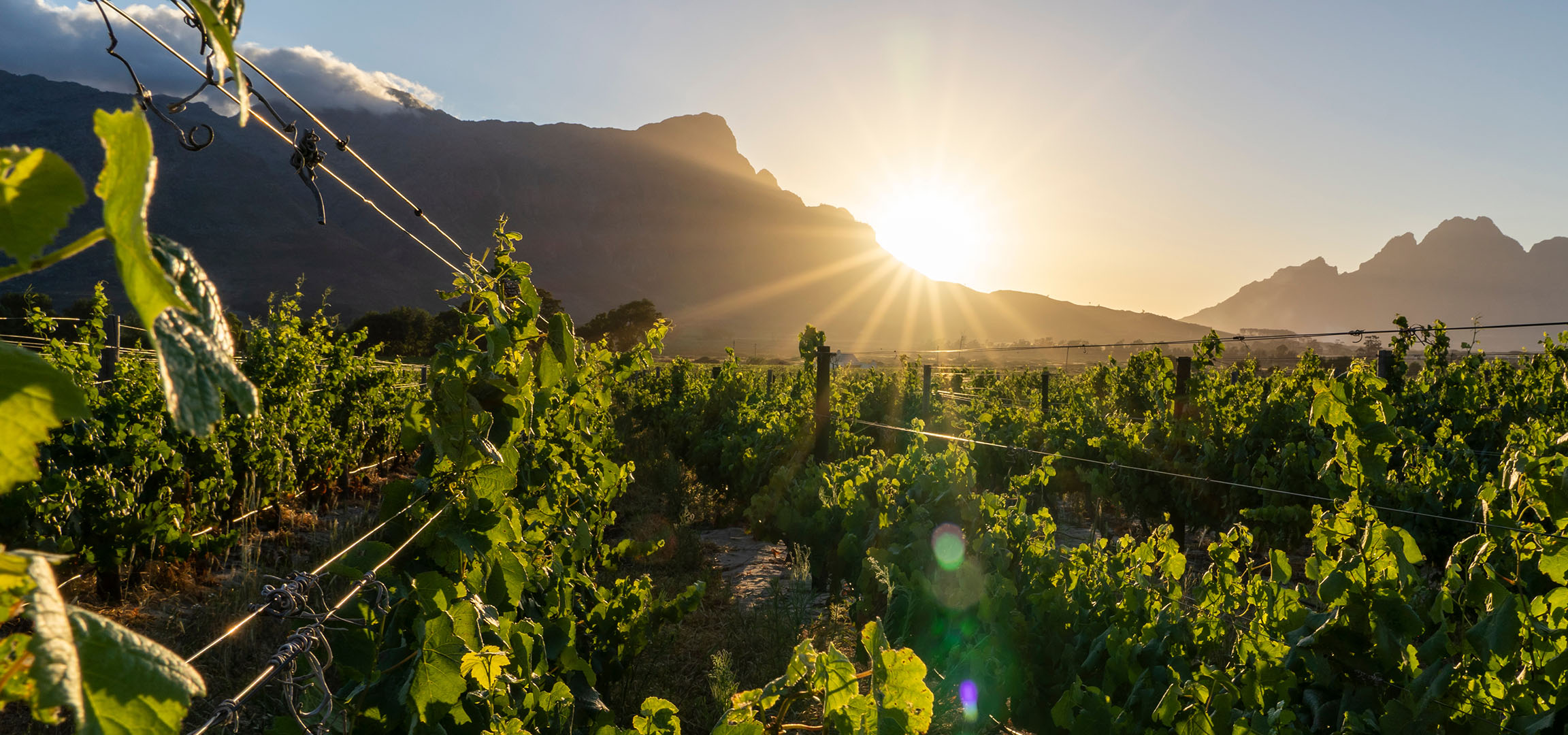 Weinberg bei Sonnenuntergang mit Bergen im Hintergrund, Sonnenstrahlen scheinen hindurch.