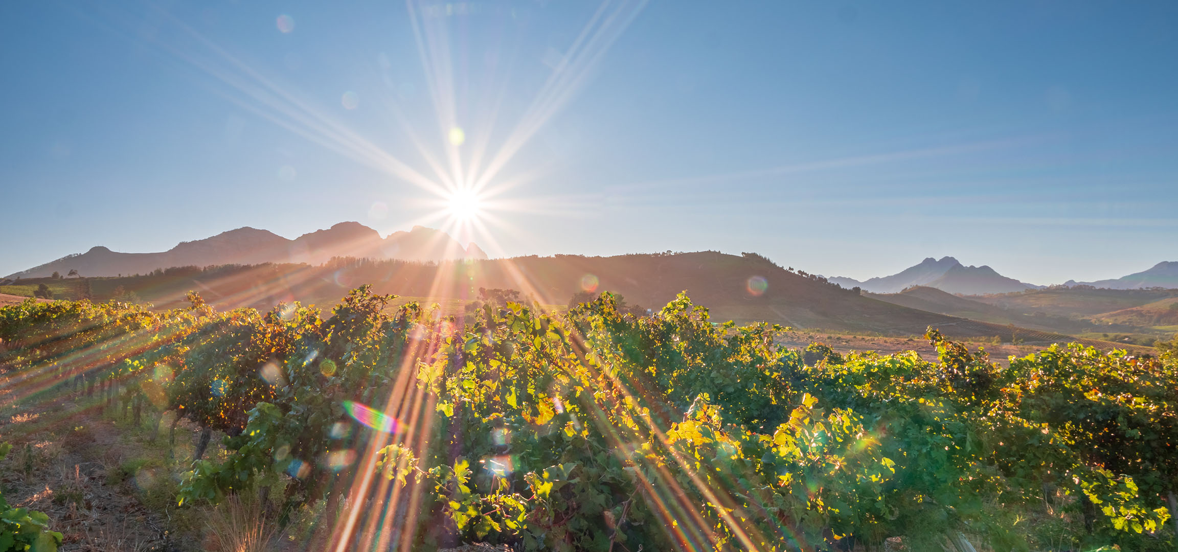 Sonnige Weinberge mit Bergen im Hintergrund, helle Sonnenstrahlen.