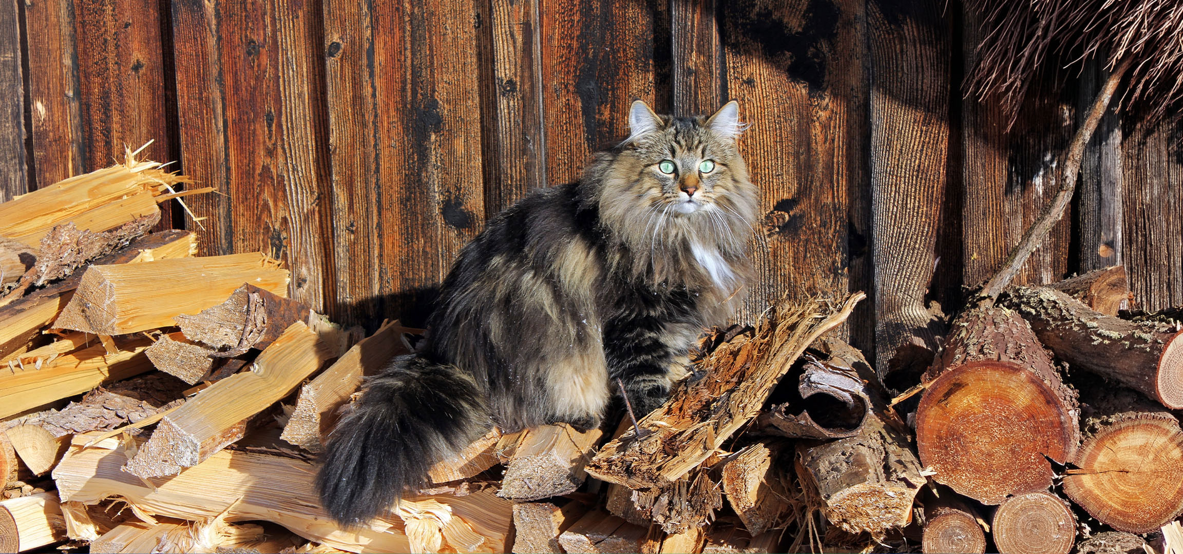Généré par AI: Chat moelleux aux yeux verts assis sur une pile de bois de chauffage devant un mur en bois.