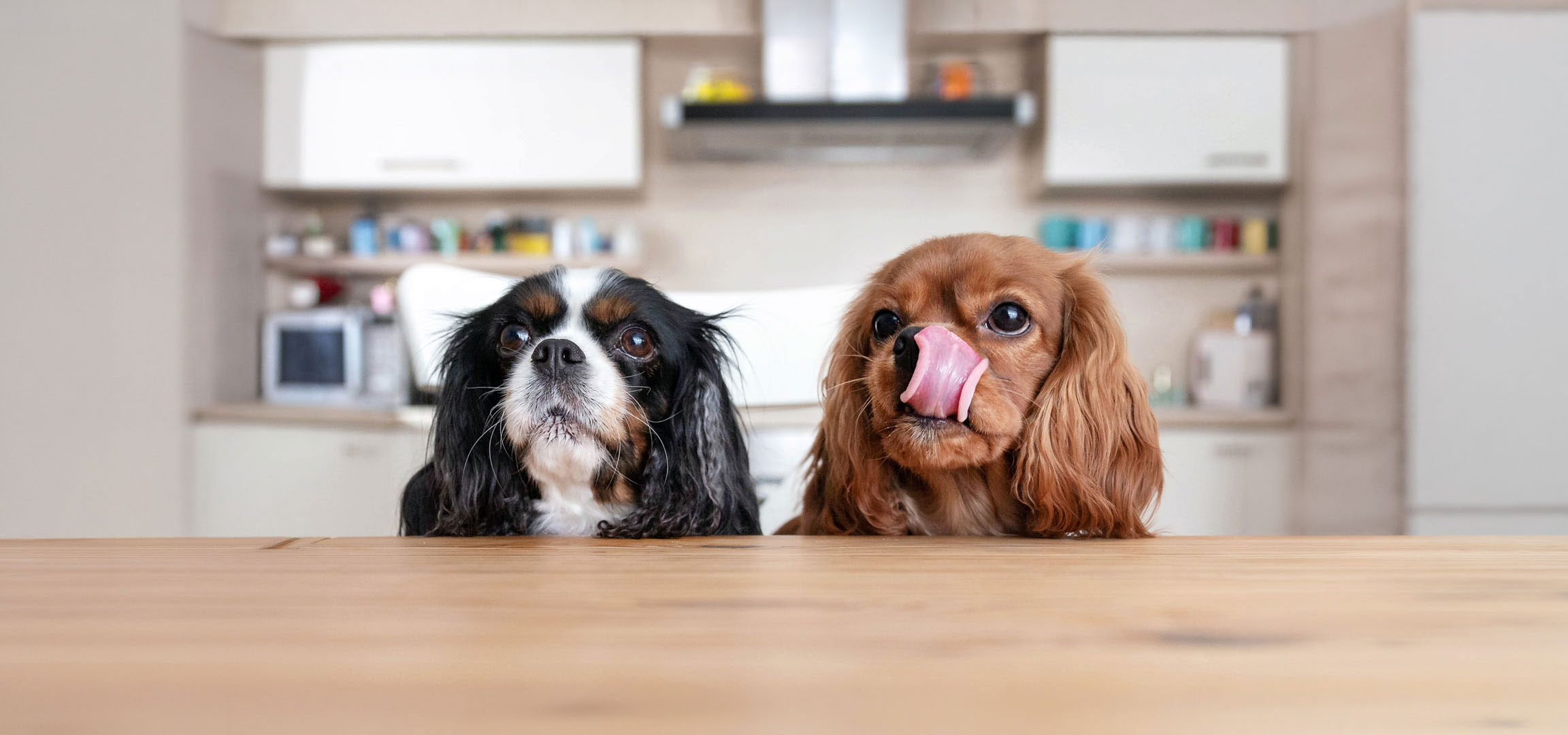 Generato da AI: Due cani Cavalier King Charles Spaniel, uno tricolore e uno fulvo, che guardano in alto da un tavolo.