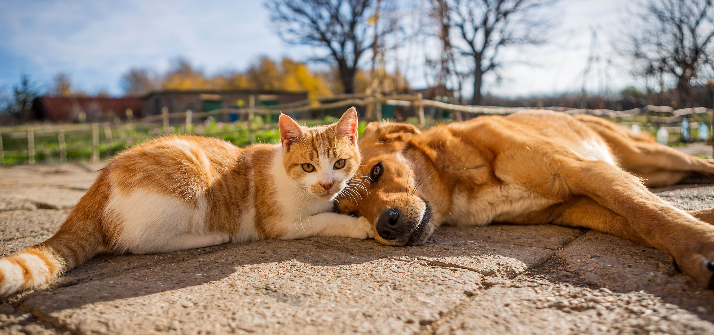 Généré par AI: Un chat et un chien se reposant au soleil sur une terrasse pavée.