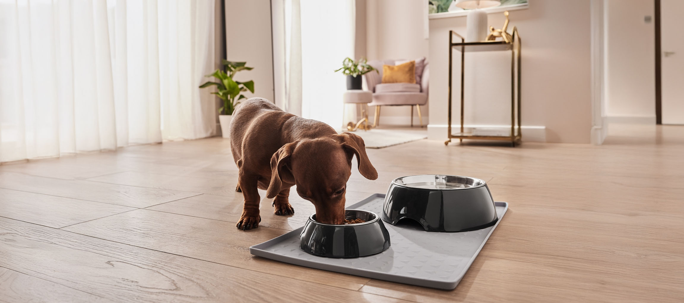 Ein Dackel frisst aus seinem eleganten Napf auf einer Schutzmatte.