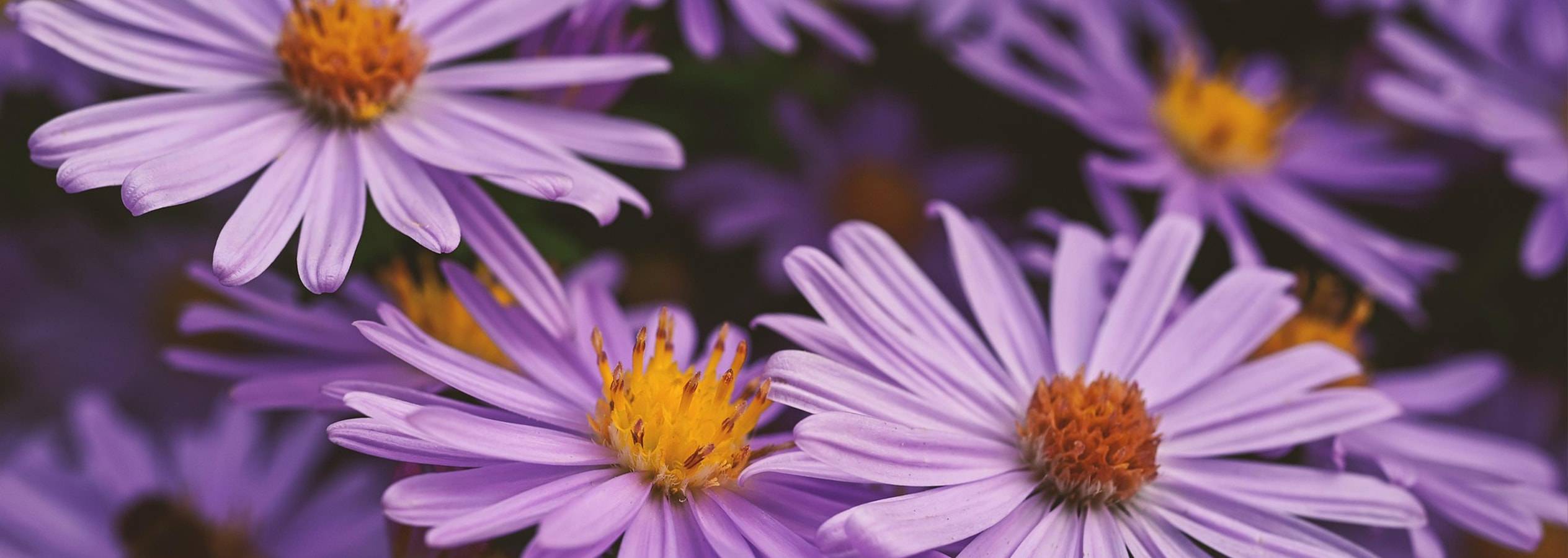 Nahaufnahme von wunderschönen violetten Blumen mit gelben Herzen.