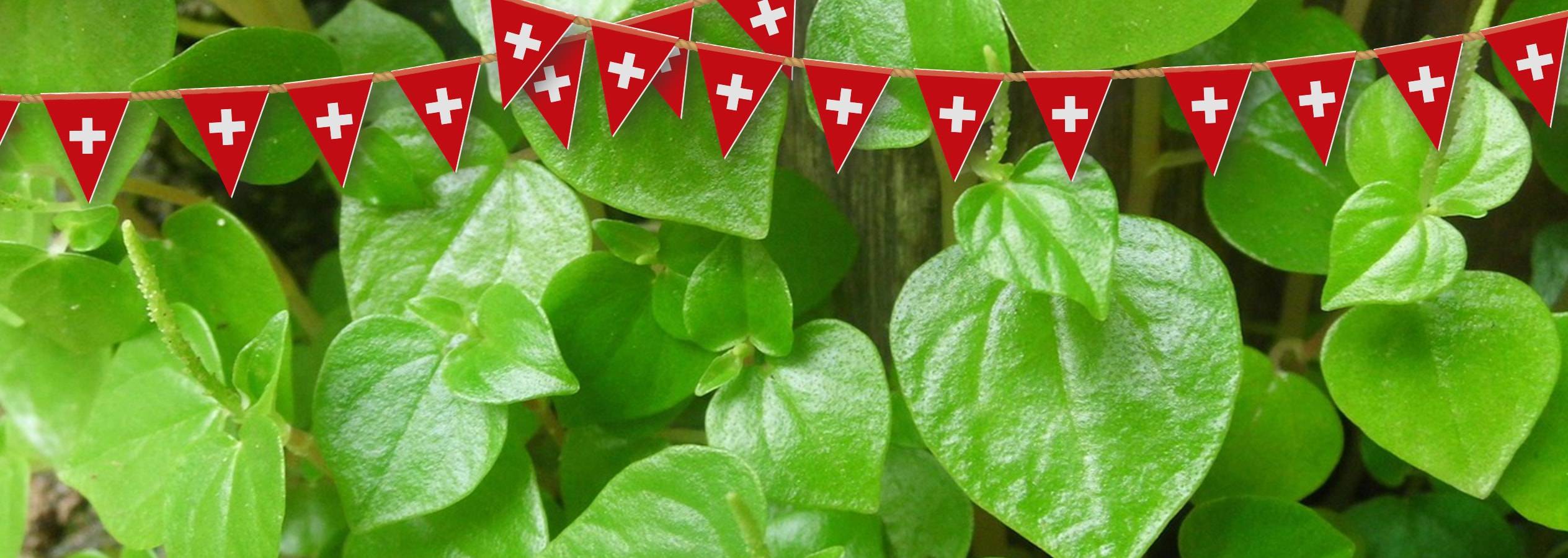 Ghirlanda di bandiere svizzere appesa a una pianta verde.