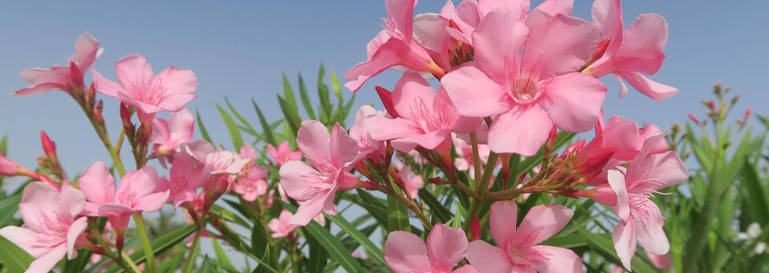De belles fleurs roses en pleine floraison.