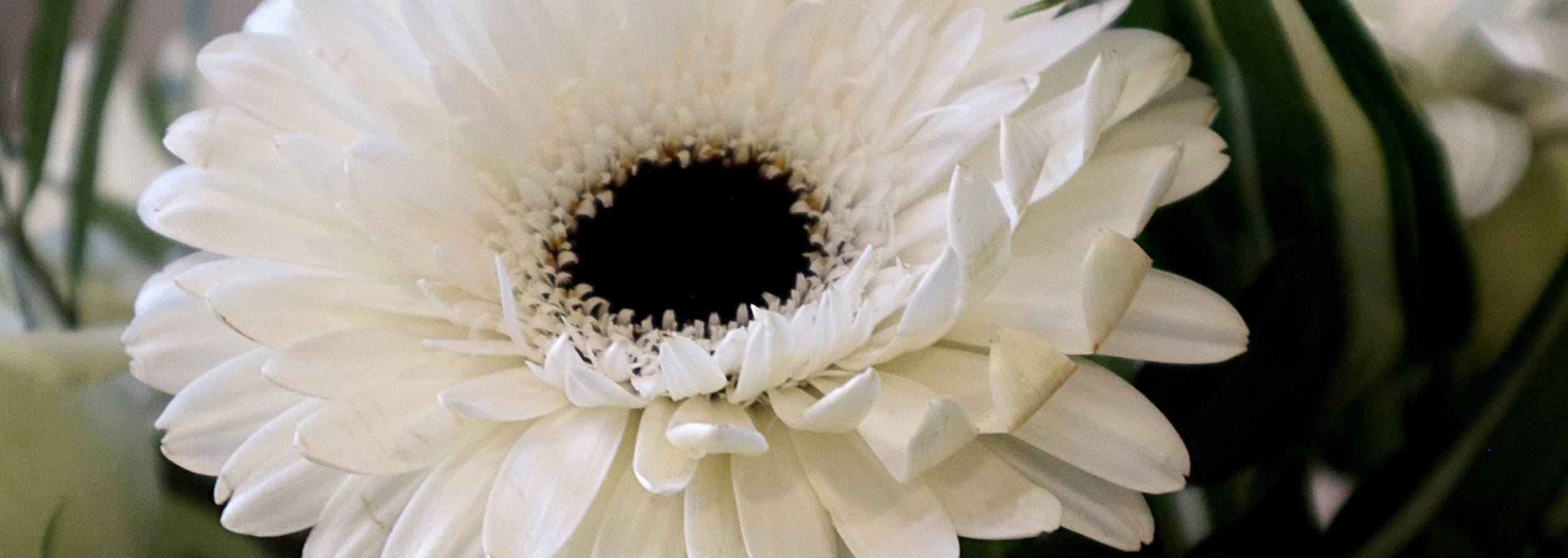 Nahaufnahme einer weißen Gerbera mit dunkler Mitte.