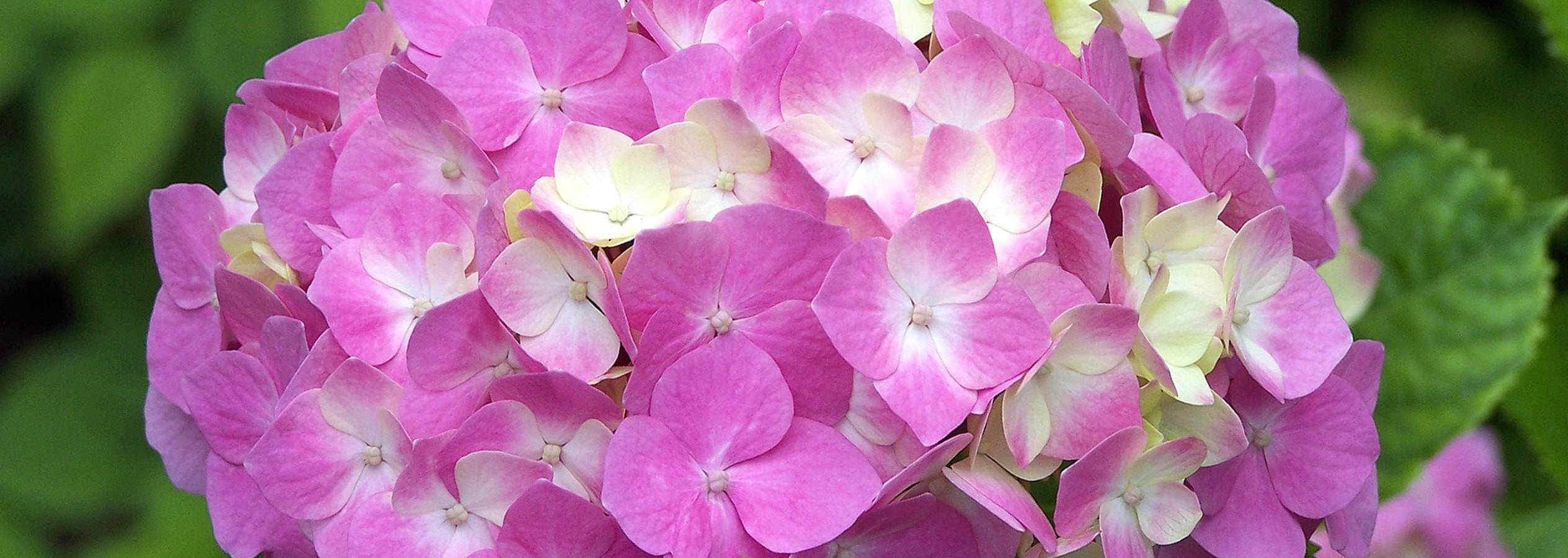 Nahaufnahme einer hellrosa Hortensie.