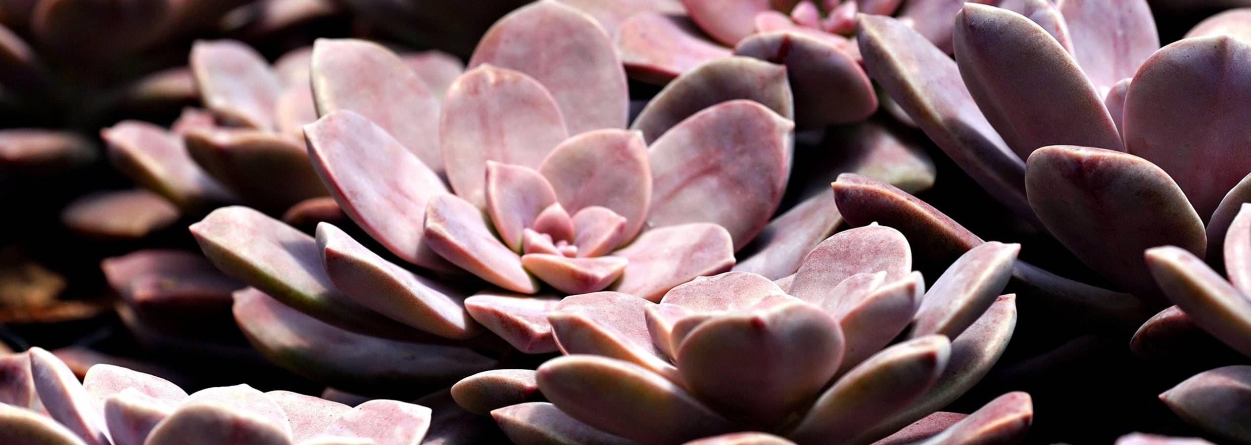 Gros plan sur une plante succulente Echeveria rose-violette.