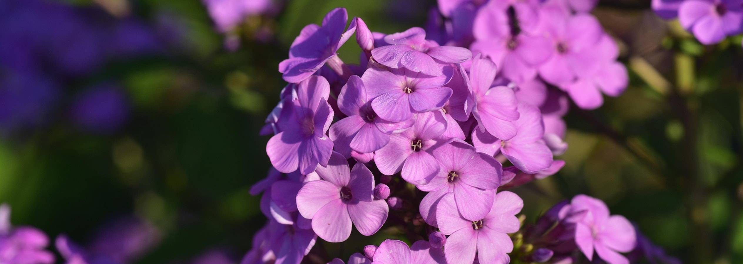 Gros plan sur des fleurs violettes en grappes, arrière-plan flou.