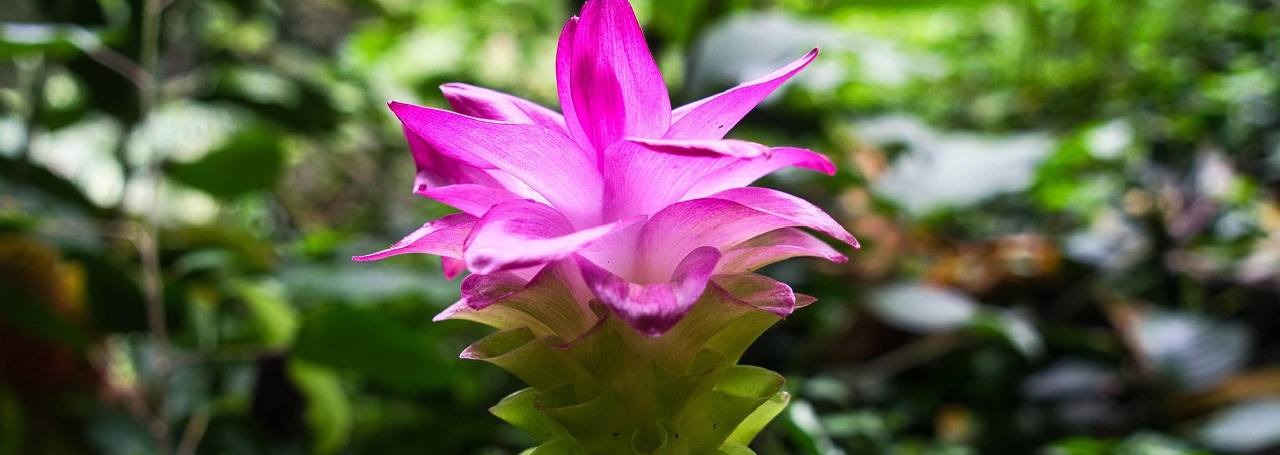 Un fiore di curcuma rosa brillante con fogliame verde sfocato sullo sfondo.