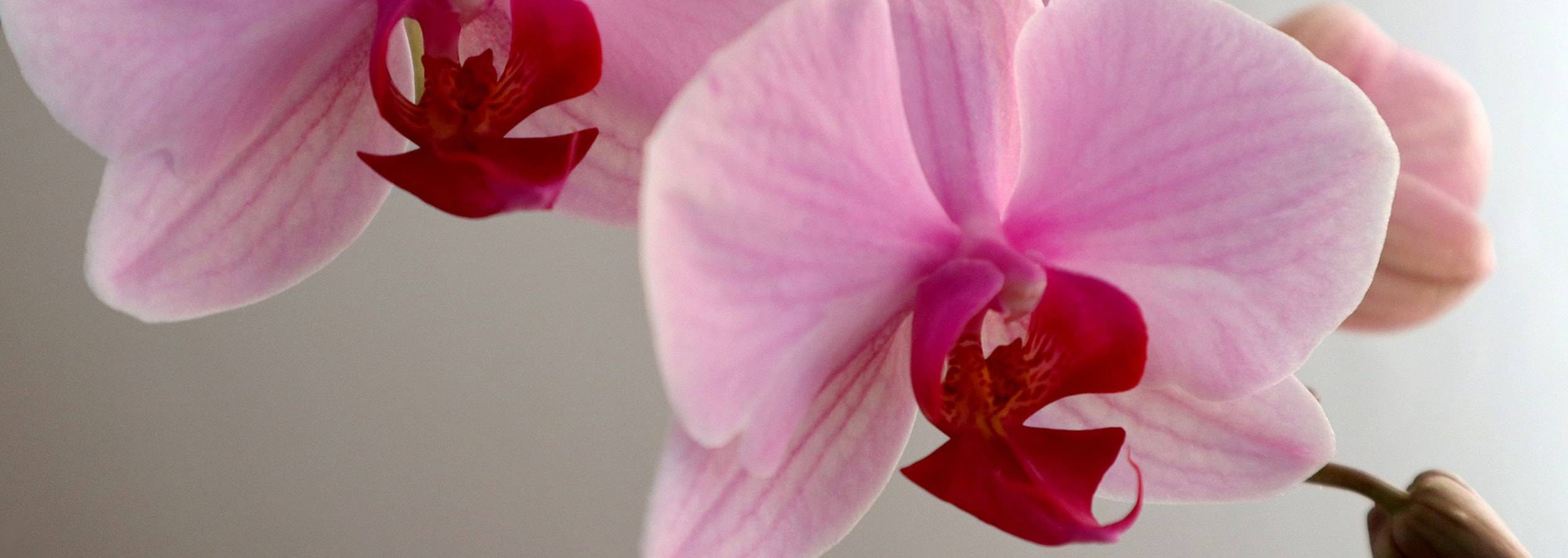 Due orchidee rosa con centri rossi su uno sfondo chiaro.